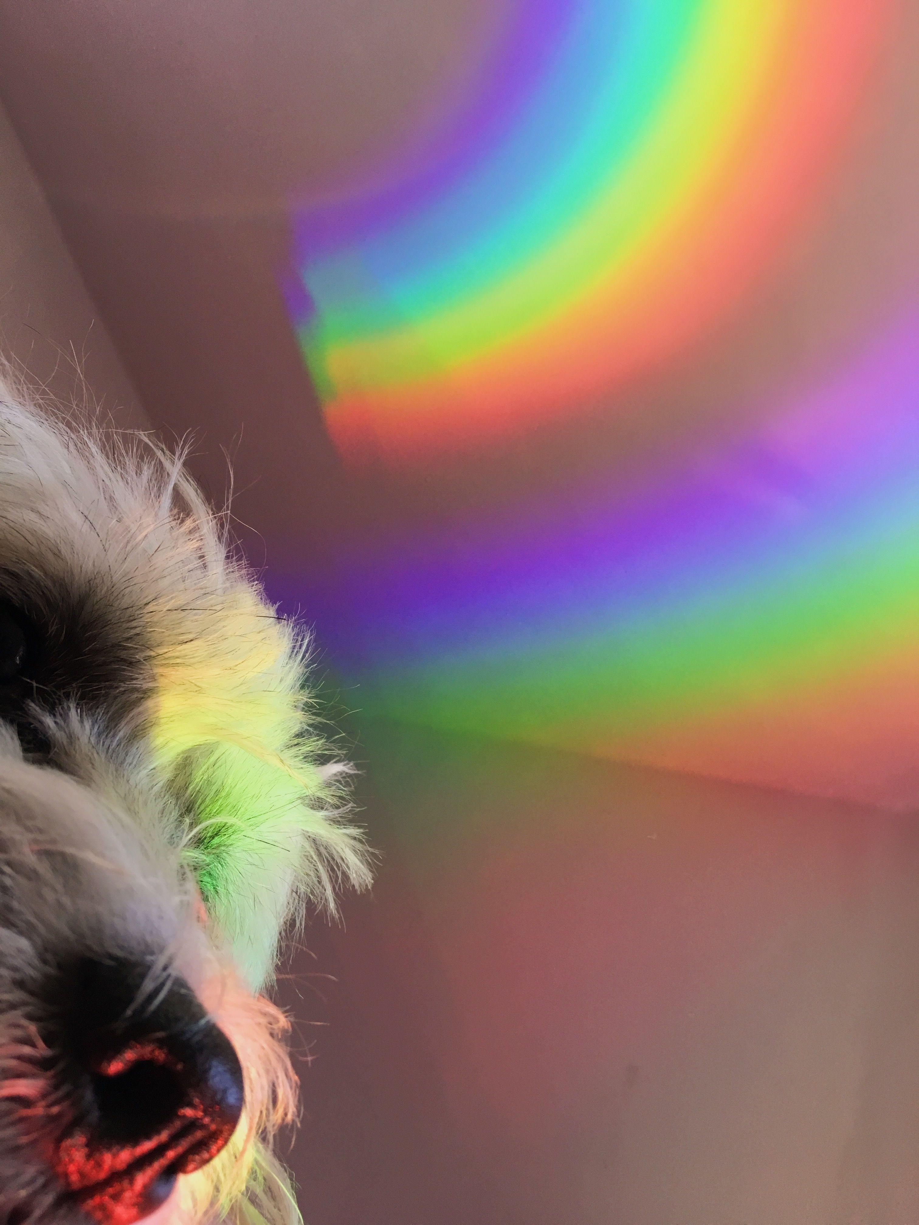 Rainbow Dog Wallpapers - Top Free Rainbow Dog Backgrounds - WallpaperAccess