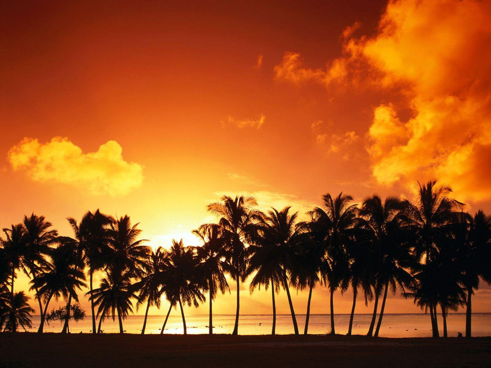 1600x1200 Palm Tree Sunset Wallpaper Landscape Nature Wallpaper in jpg format for free download