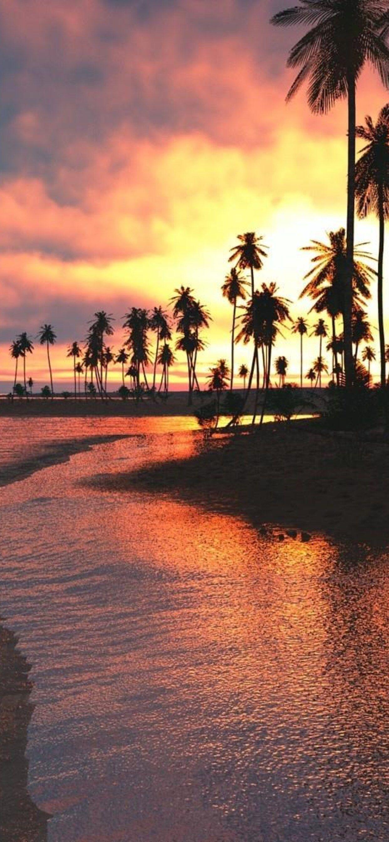 1242x2688 Palm Trees Sunset Sea iPhone XS MAX HD 4k Wallpaper, Image, Background, Photo and Picture