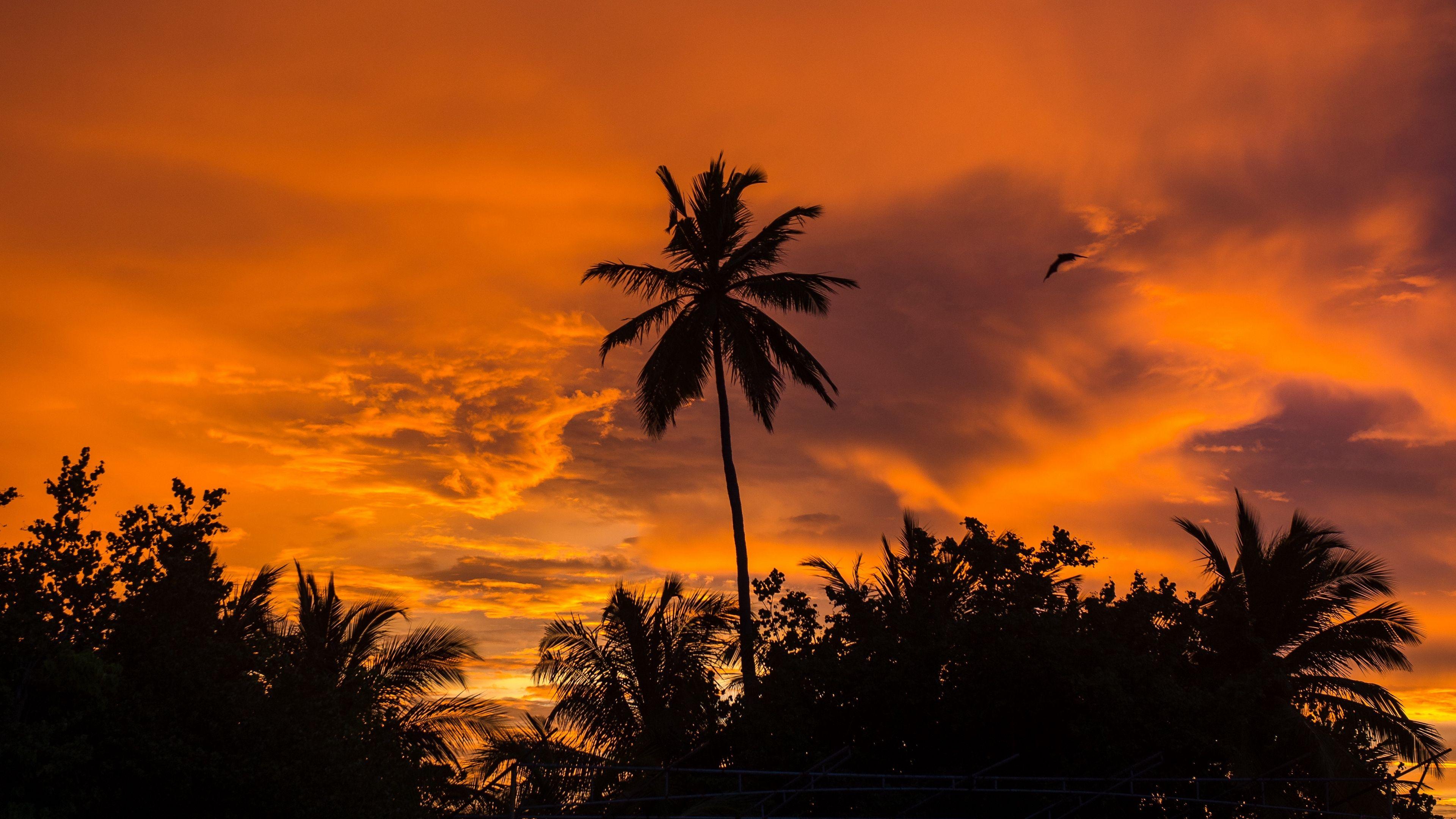 3840x2160 Palm 4K wallpaper for your desktop or mobile screen free and easy to download