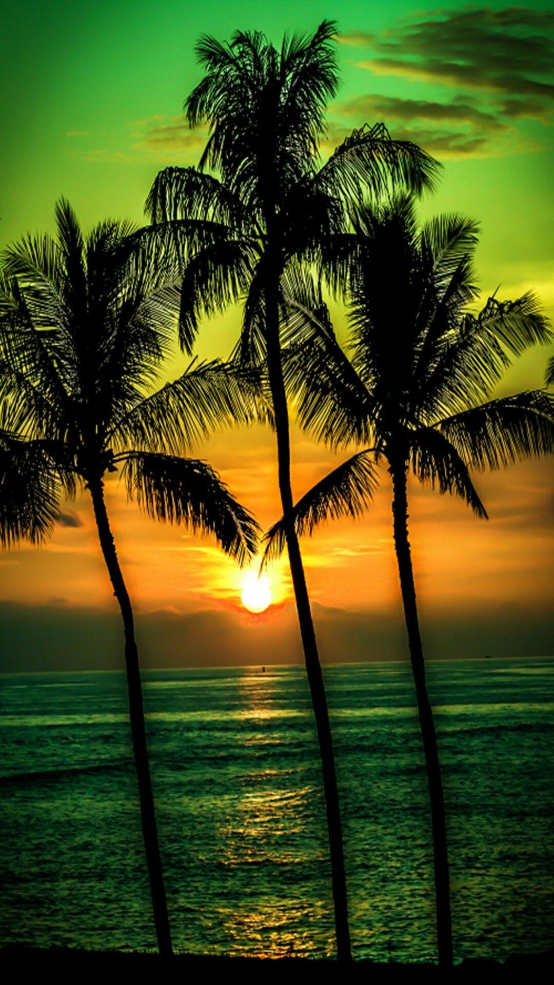 1080x1920 Palm Tree