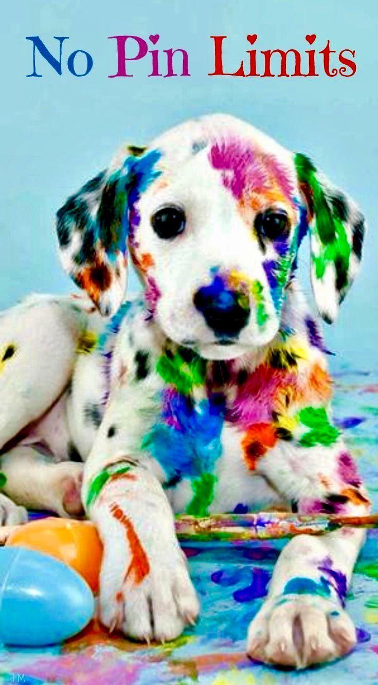 Rainbow Dog Wallpapers Top Free Rainbow Dog Backgrounds WallpaperAccess