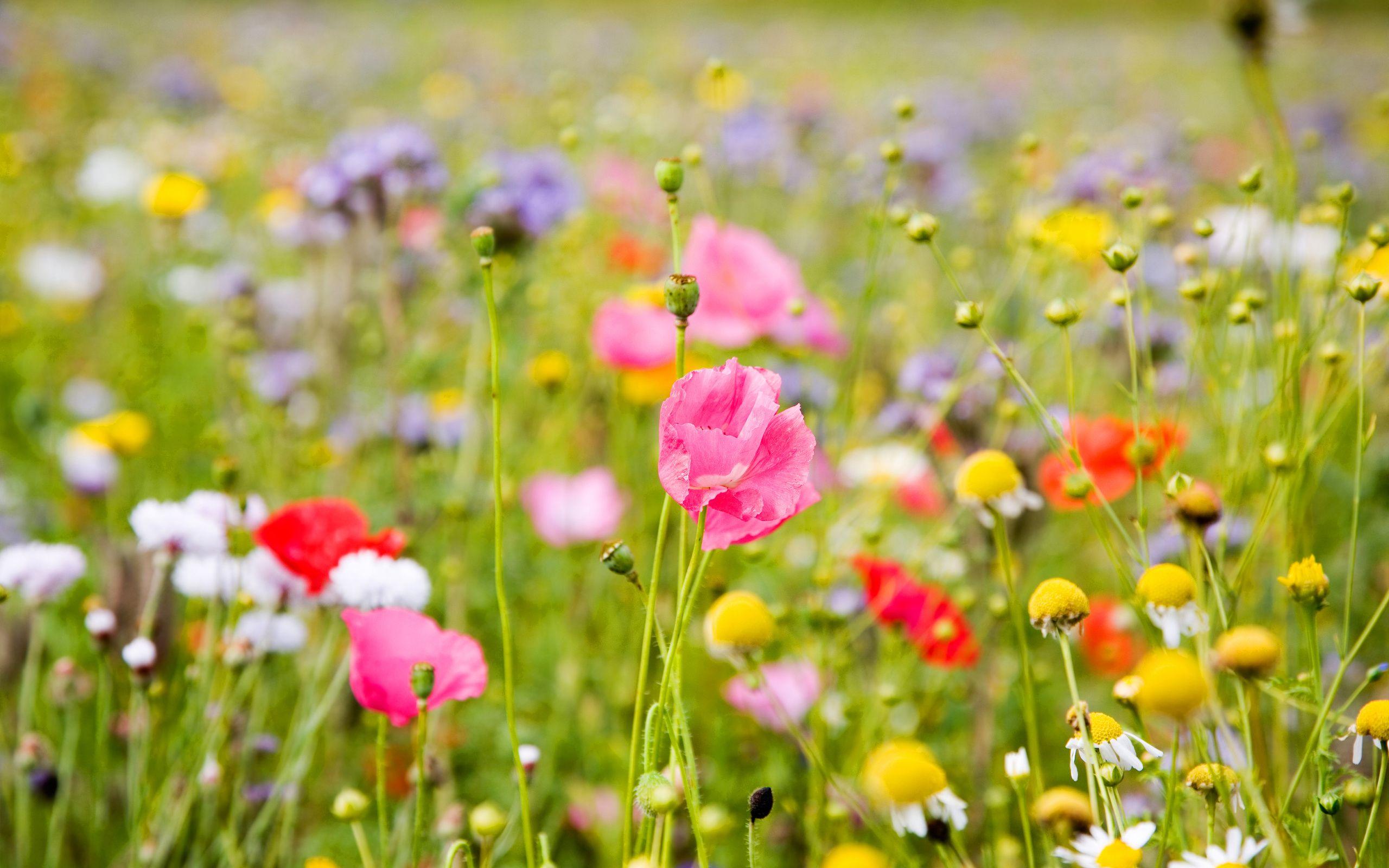 Spring Meadow Wallpapers - Top Free Spring Meadow Backgrounds ...
