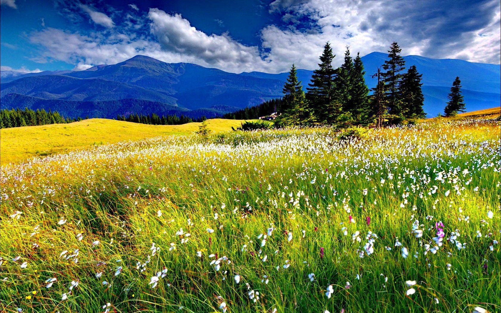 Spring Meadow Wallpapers - Top Free Spring Meadow Backgrounds