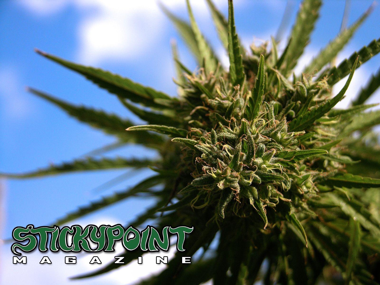 1600x1200 Cannabis Wallpaper. StickyPoint Magazine Blog