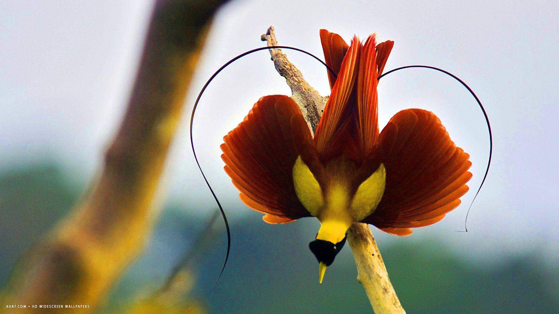1920x1080 Birds Of Paradise HD Wallpaper
