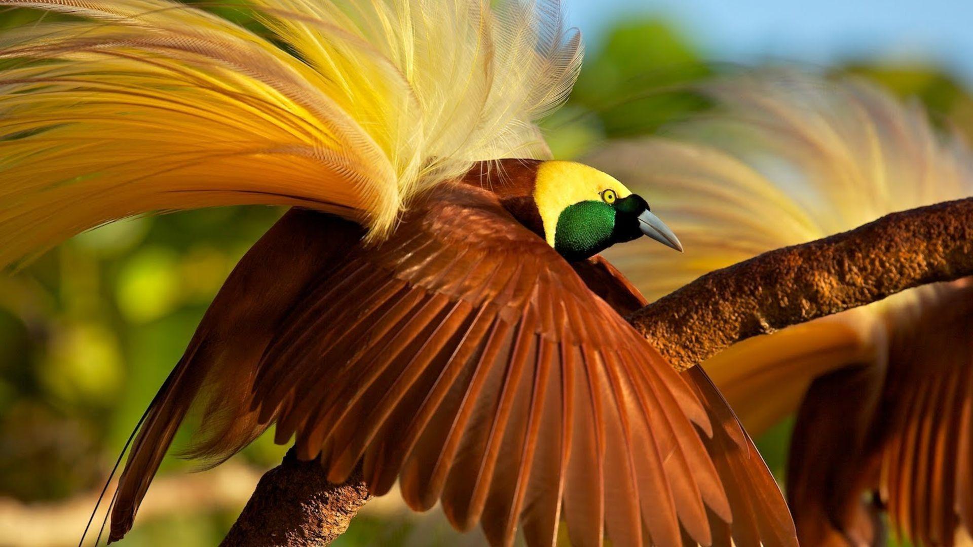 1920x1080 Wallpaper bird of paradise, bird, 4k, Animals