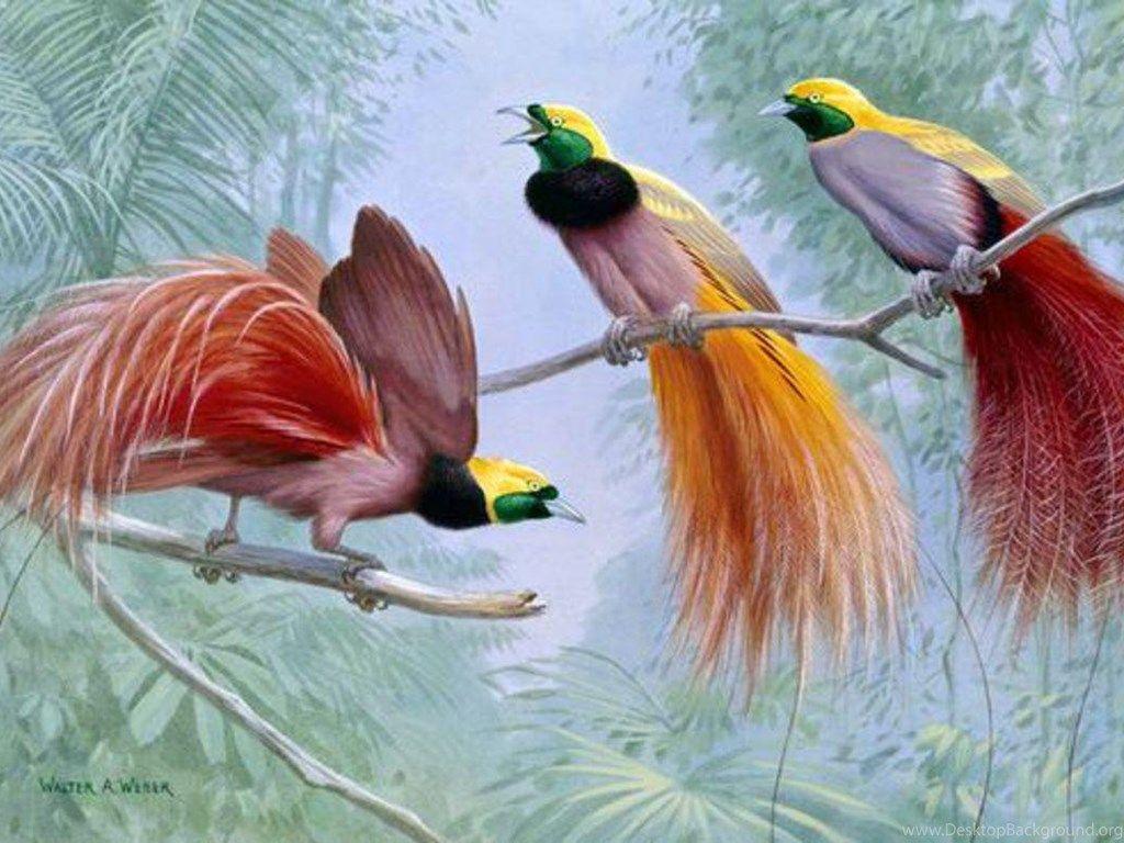 1024x768 GRYBEASTED BIRDS OF PARADISE WALLPAPER Desktop Background