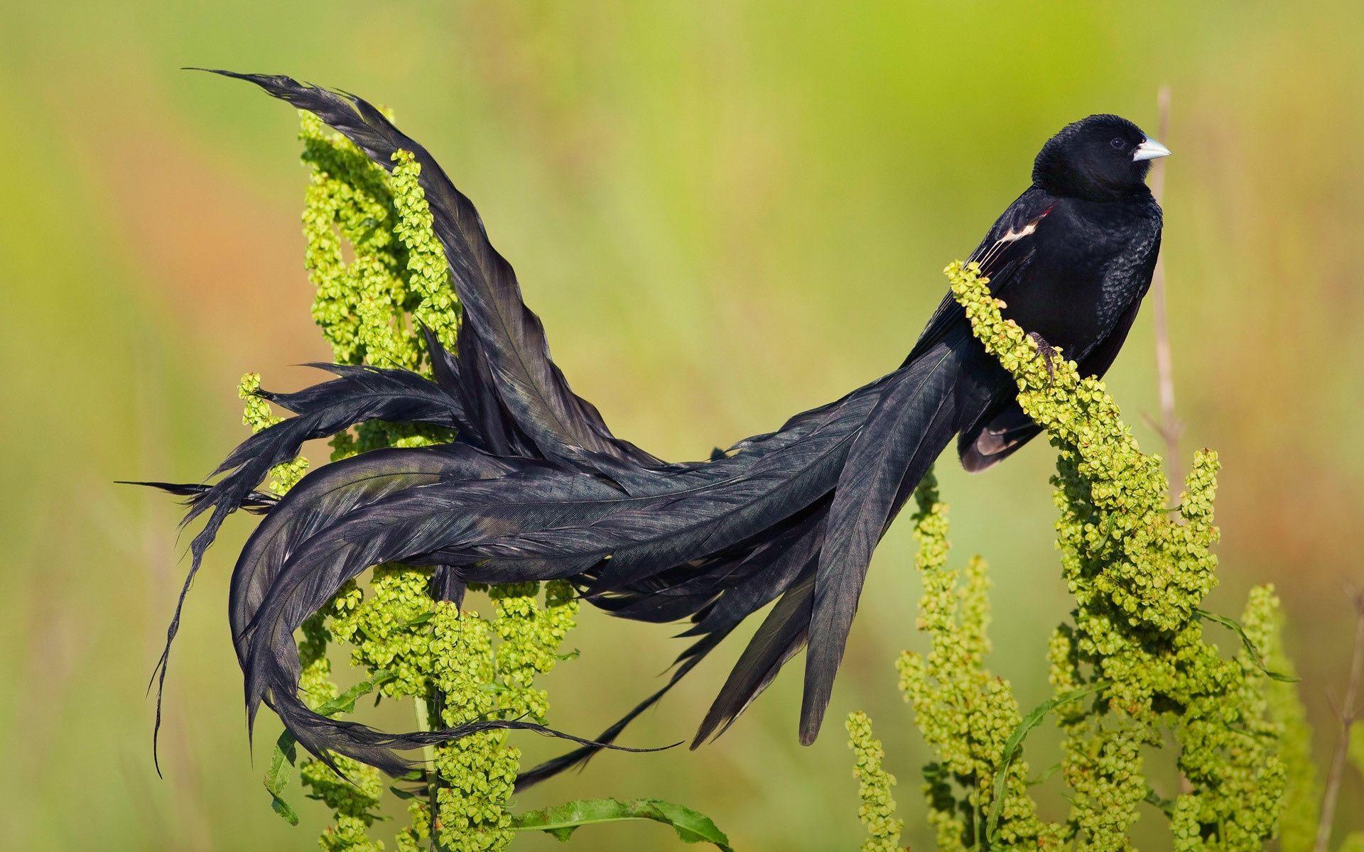 1920x1200 Bird Of Paradise Wallpaper