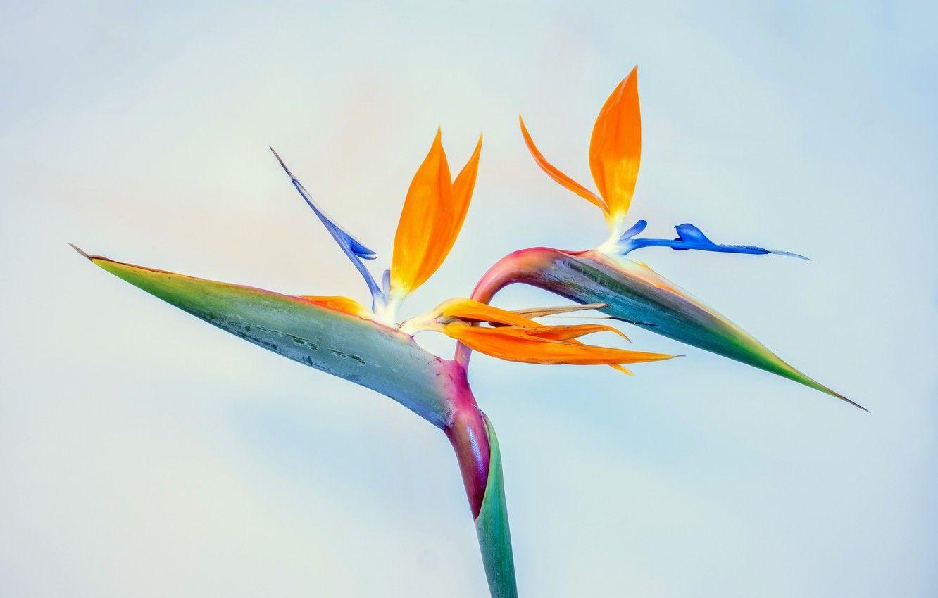 1332x850 Wallpaper macro, plant, the strelitzia, Bird of paradise flower image for desktop, section цветы