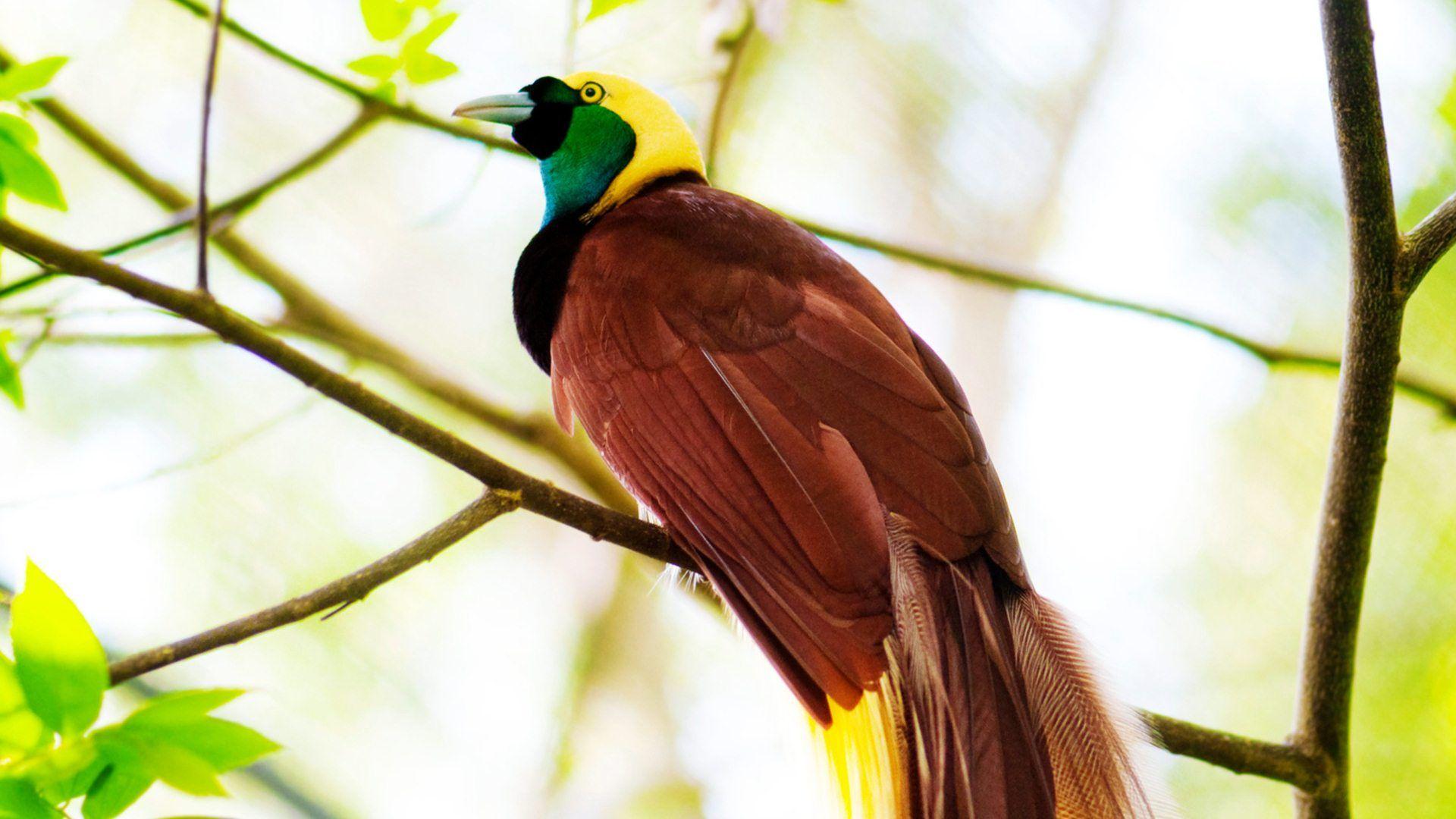 1920x1080 Free download 11 Greater Bird Of Paradise Wallpaper 715 Greater Birds [1920x1080] for your Desktop, Mobile & Tablet. Explore Birds Of Paradise Wallpaper. Bird of Paradise Flower Wallpaper, Matthew Williamson Wallpaper