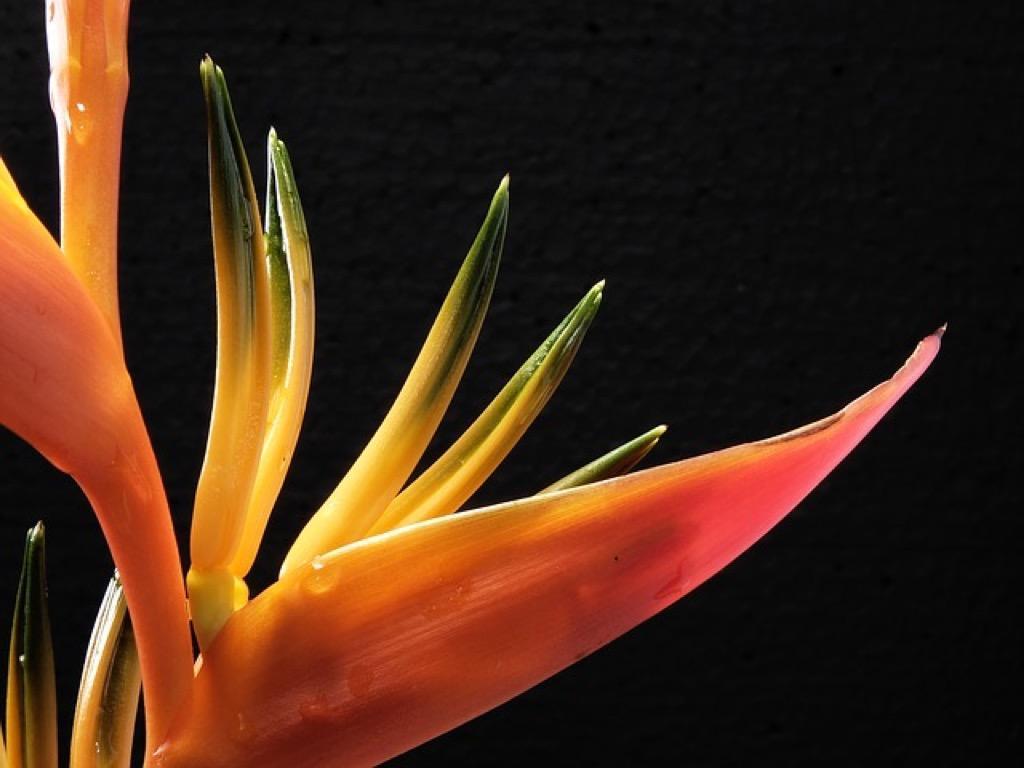 1024x768 Birds of Paradise Wallpaper for Android