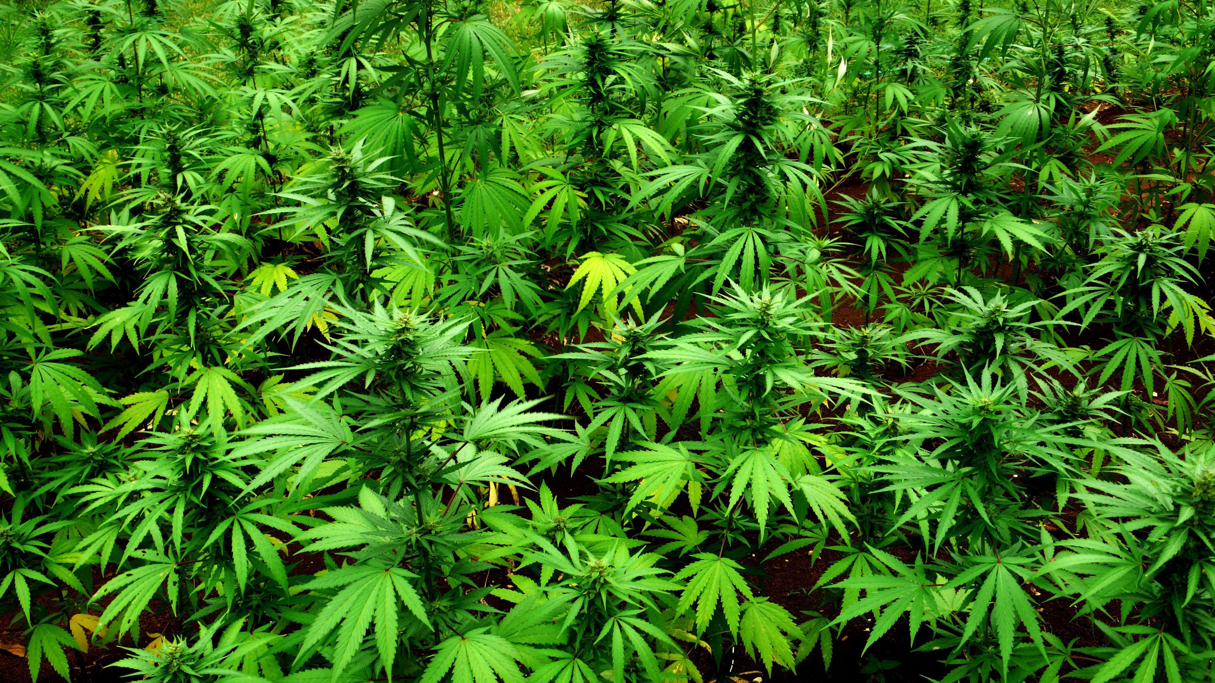 4200x2363 Marijuana Wallpaper