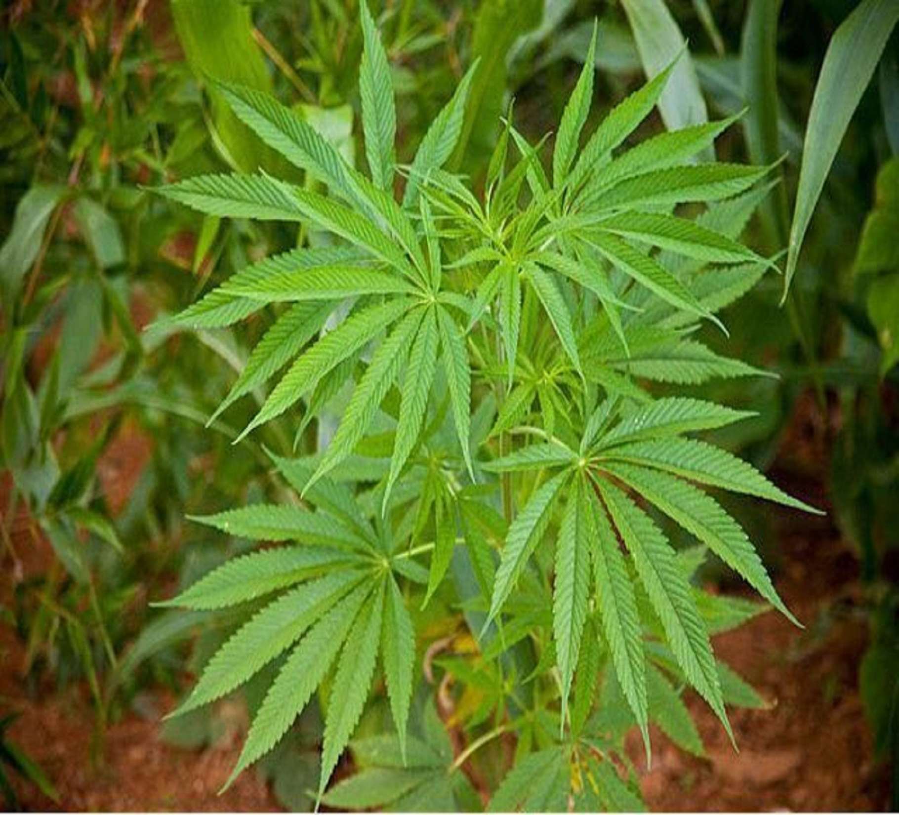 1820x1650 cannabis wallpaper and background