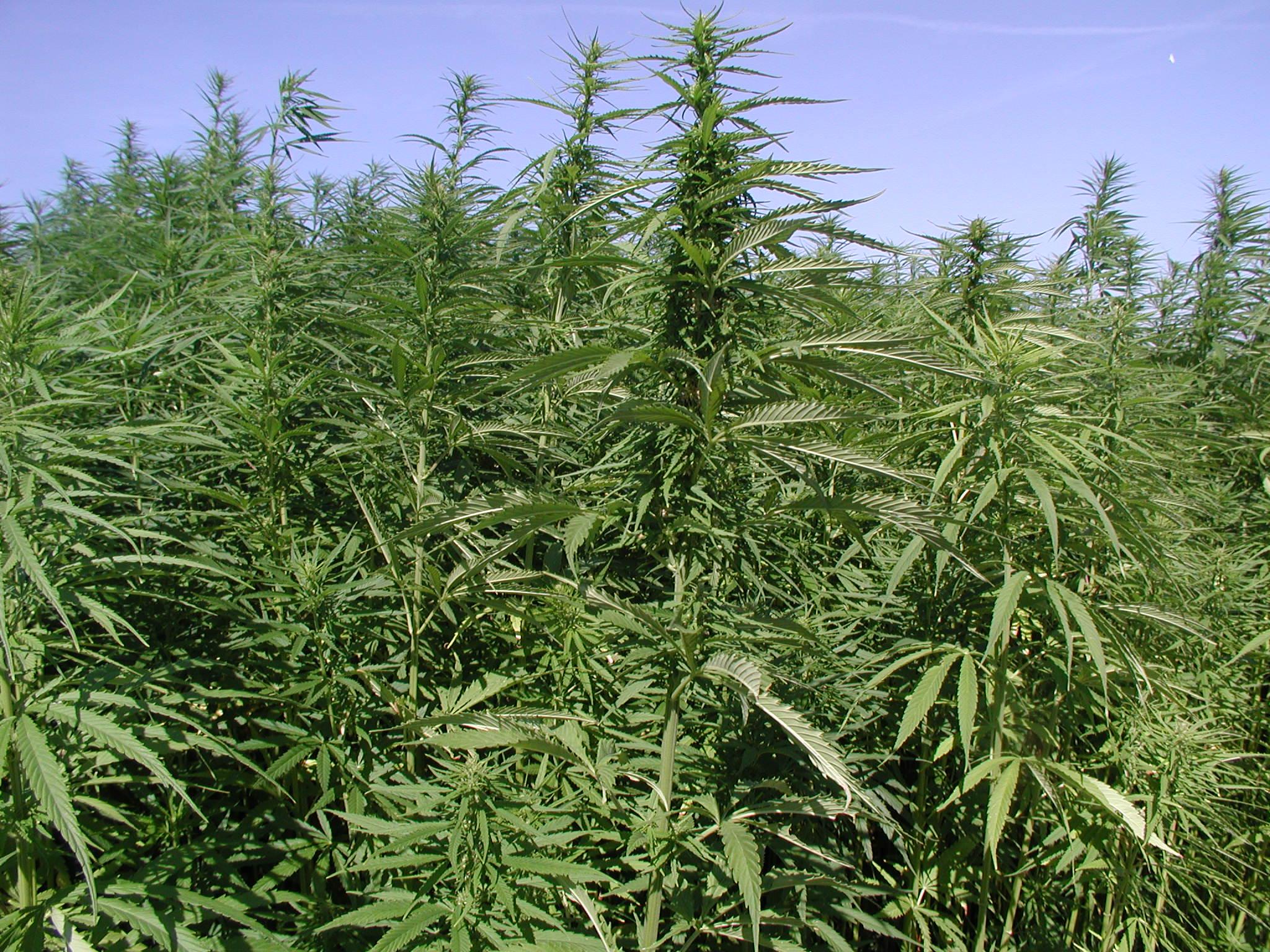 2048x1536 Hd Wallpaper Cannabis Wallpaper