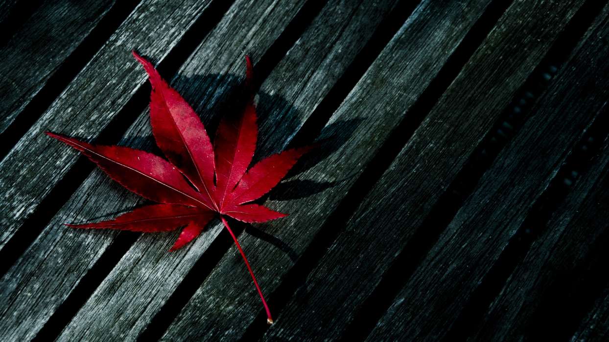 1244x700 Download mobile wallpaper: Plants, Background, Cannabis, free. 16773