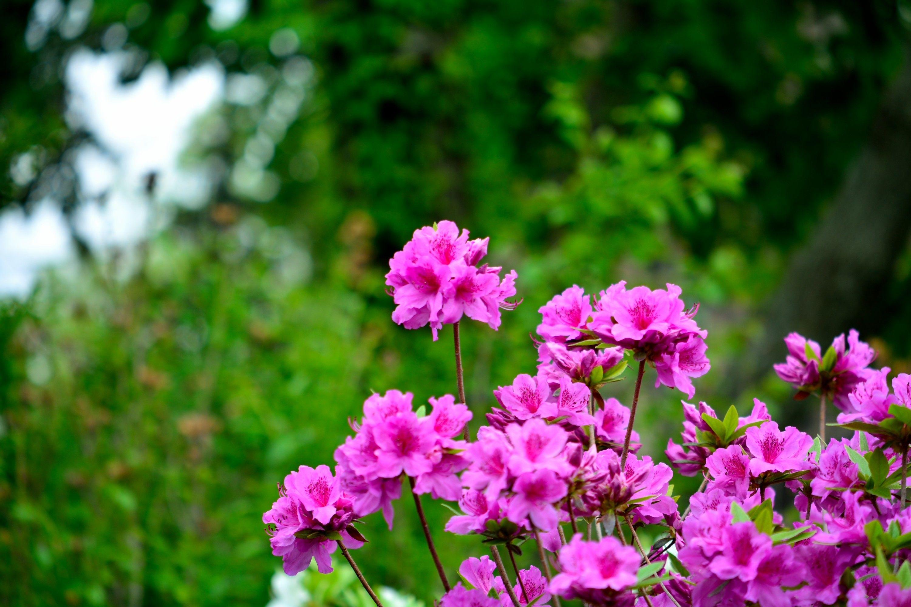3000x2000 Flowers: Spring Meadow Pink Nature Purple Flowers Field Flower