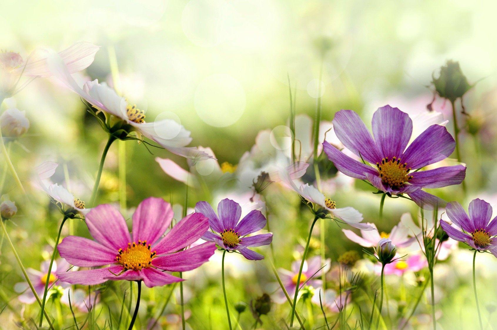 1691x1123 Flowers: Meadow Flowers Delicate Lovely Beautiful Spring Freshness