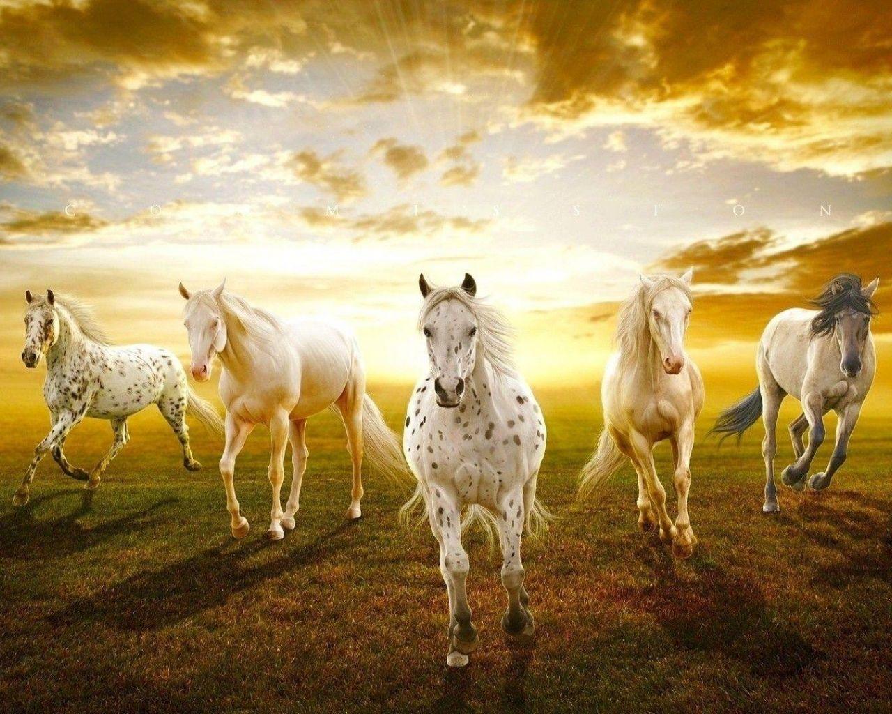 Seven Horses Wallpapers - Top Những Hình Ảnh Đẹp