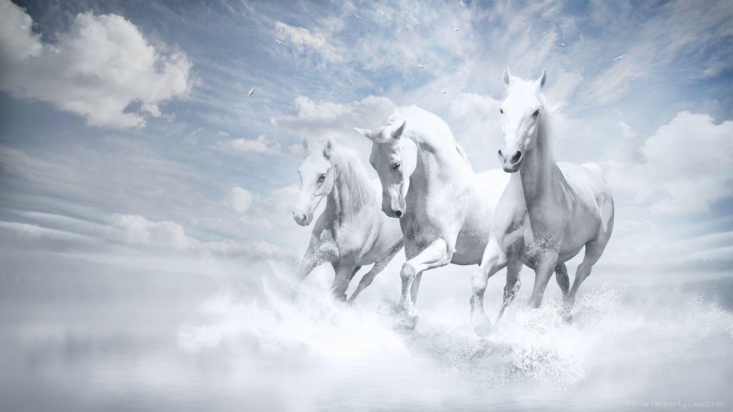 2560x1440 White Horses Wallpaper in jpg format for free download