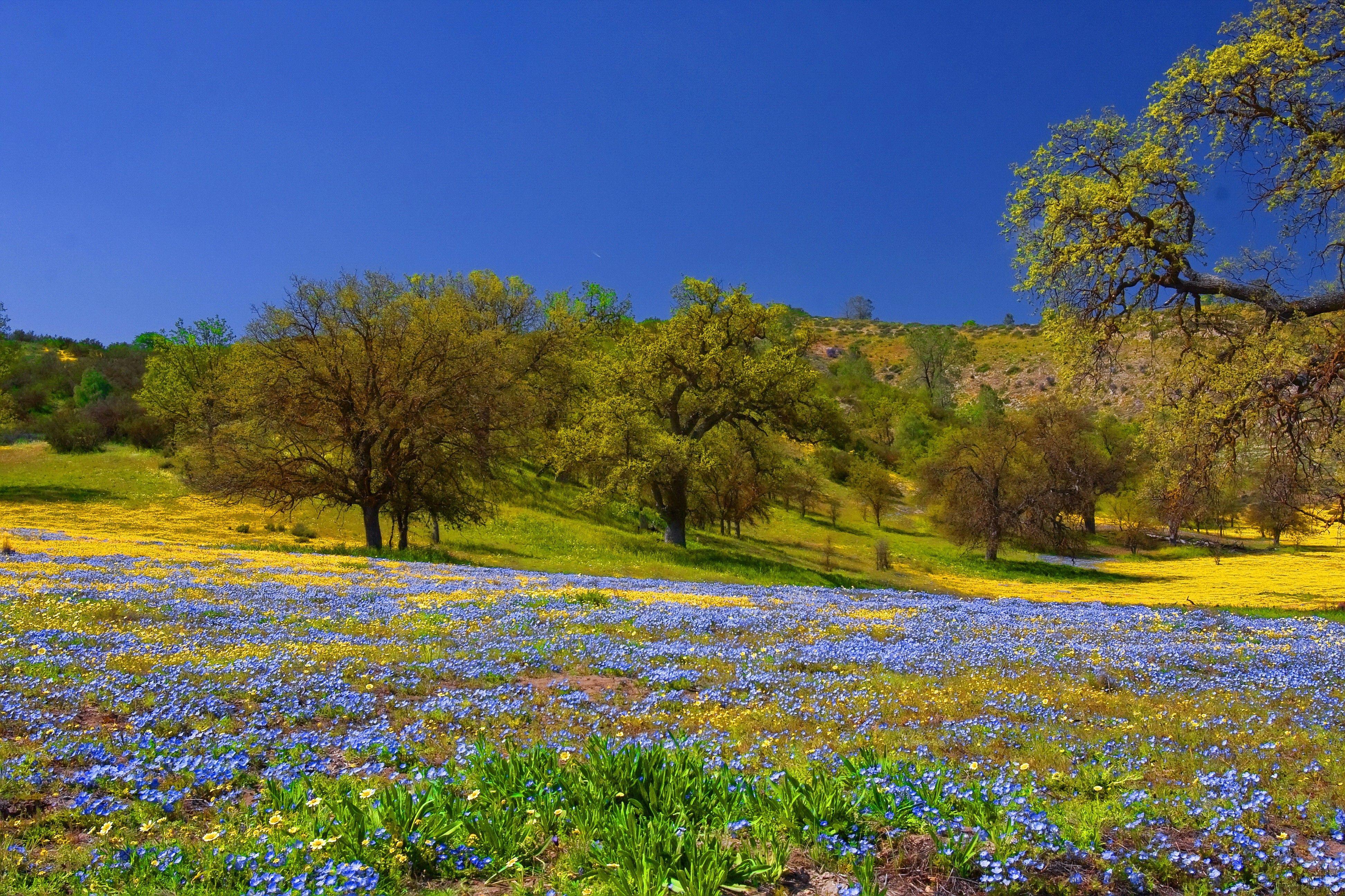 3888x2592 Flower Flowers Pretty Lovely Beautiful Freshness Grass Nature Nice