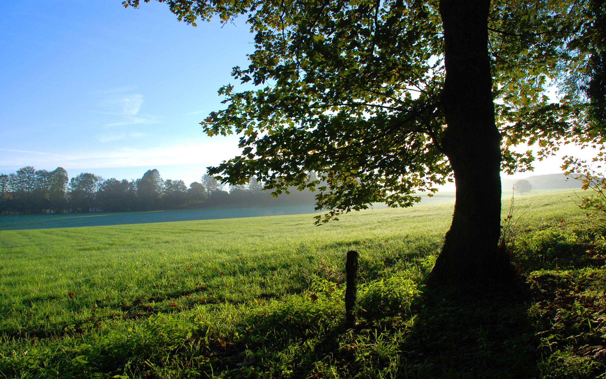 2560x1600 Spring Meadow 32106 2560x1600 px