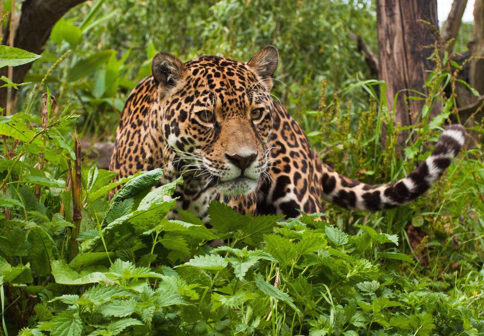 Rainforest Animals Wallpapers Top Free Rainforest Animals Backgrounds 
