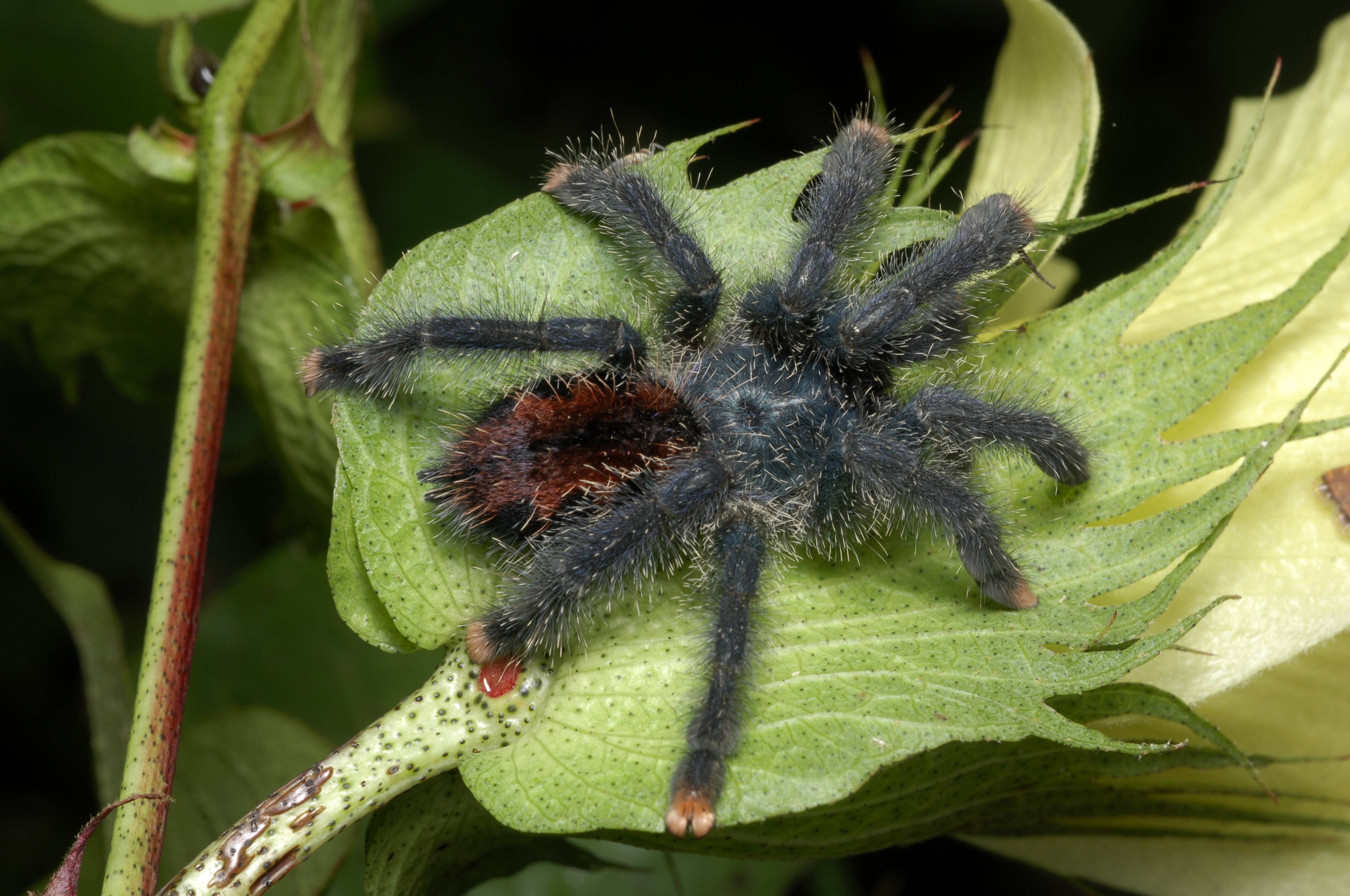 Rainforest Animals Wallpapers Top Free Rainforest Animals Backgrounds