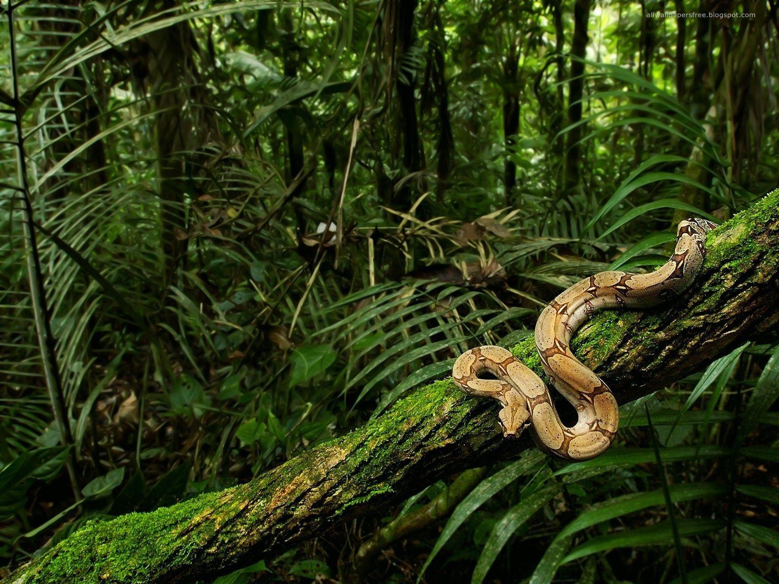 1600x1200 Snake. Congo rainforest, Rainforest animals, Jungle forest
