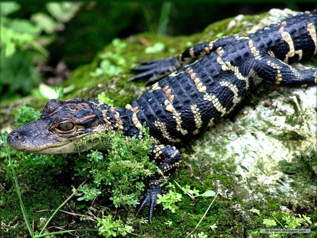 1024x768 Free Wallpaper Animal wallpaper Animals 2 wallpaper