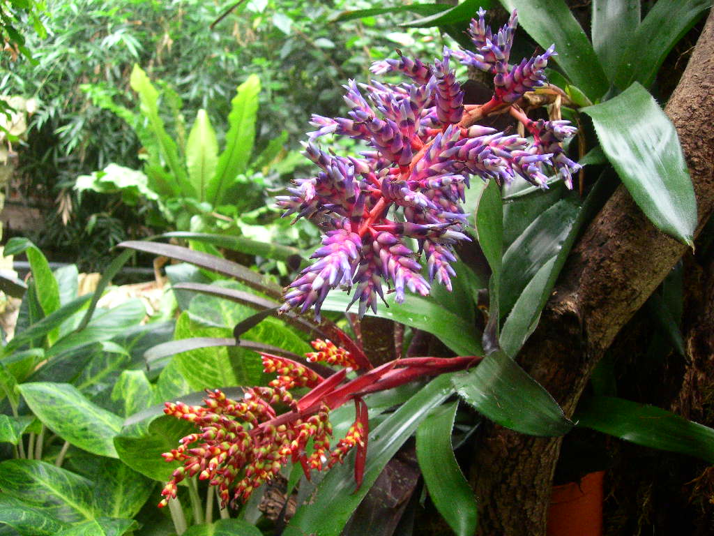 1024x768 Displaying 16≫ Image For Rainforest Biome Animals Names