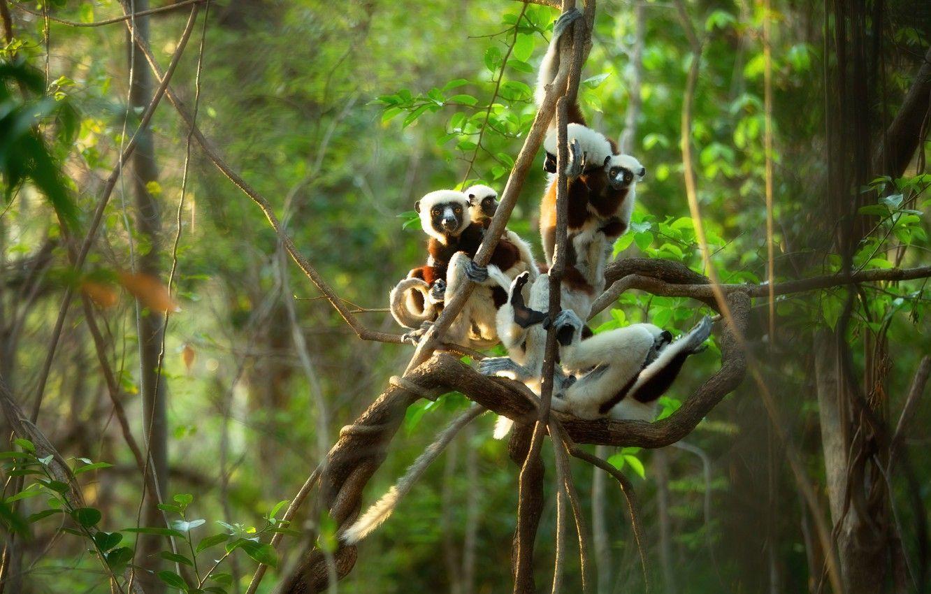 1332x850 Wallpaper forest, branches, jungle, lemur, lemurs, company, poses, vines image for desktop, section животные