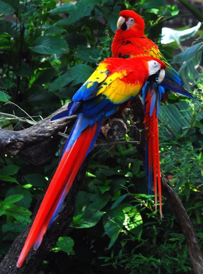 800x1082 Amazon Rainforest Wallpaper Picture HD for Android
