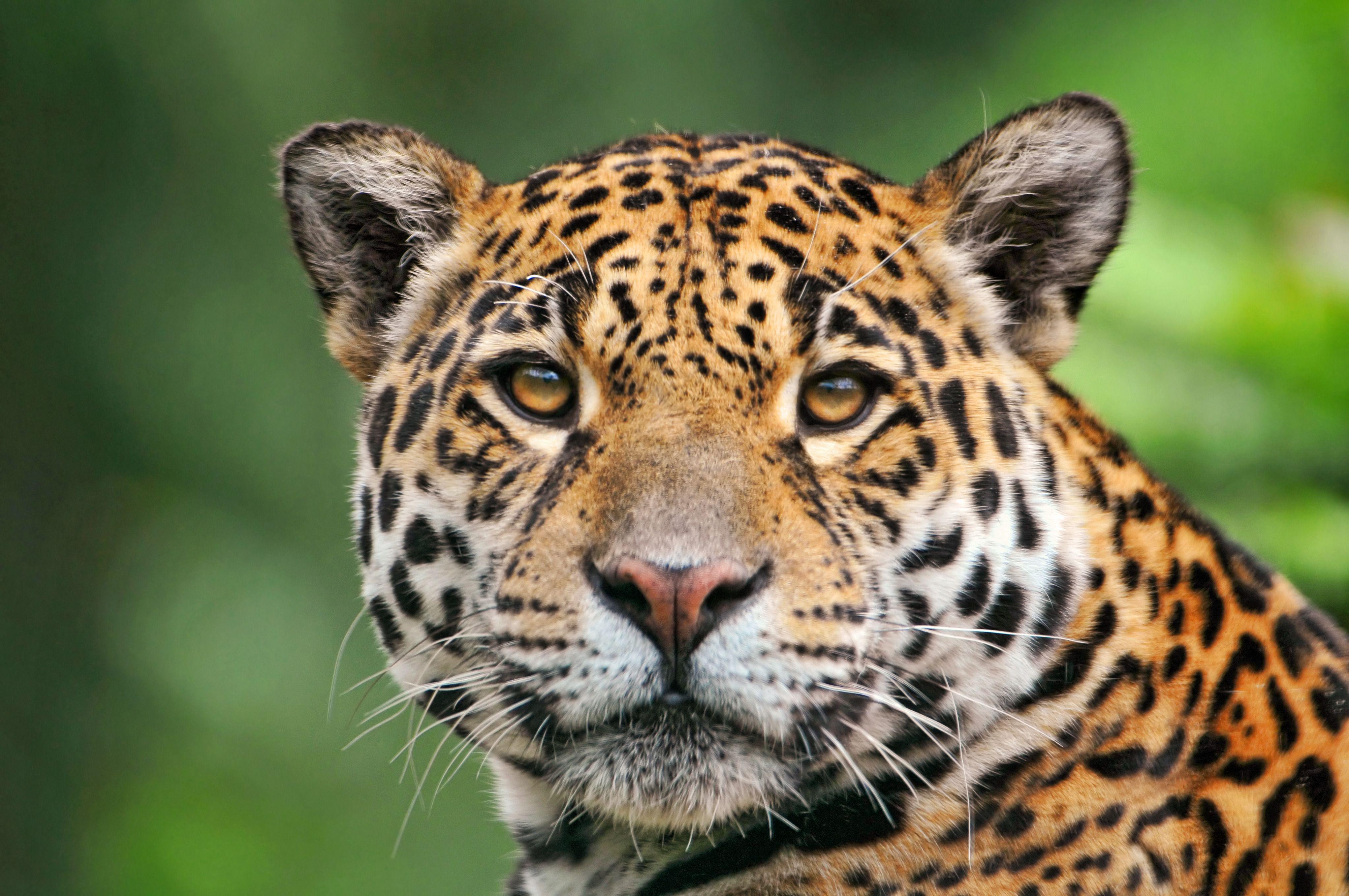 4090x2717 Photos Jaguars Big cats Animals 4090x2717