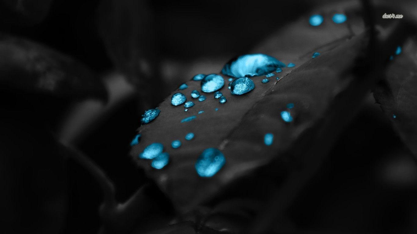 1366x768 Blue water drops on a dark leaf wallpaper Art wallpaper