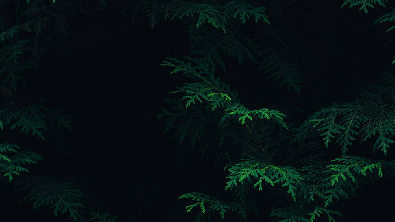 1366x768 Desktop Wallpaper Laptop Mac Macbook Air Vs89 Tree Nature Wallpaper 4k HD Wallpaper