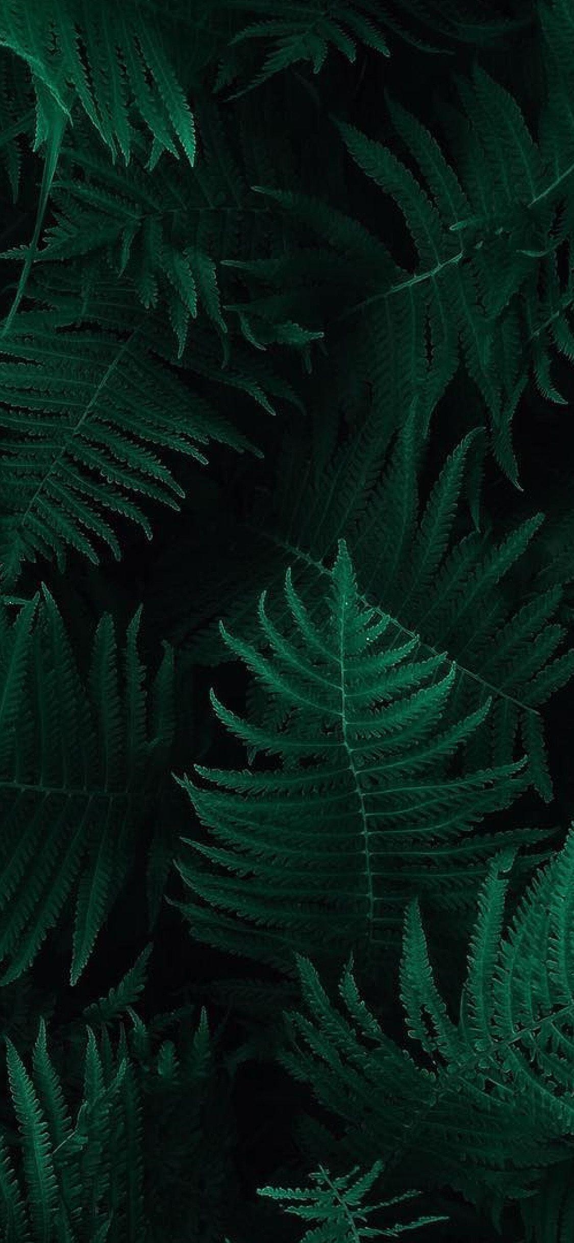 1125x2436 iPhone X wallpaper. green leaf dark nature