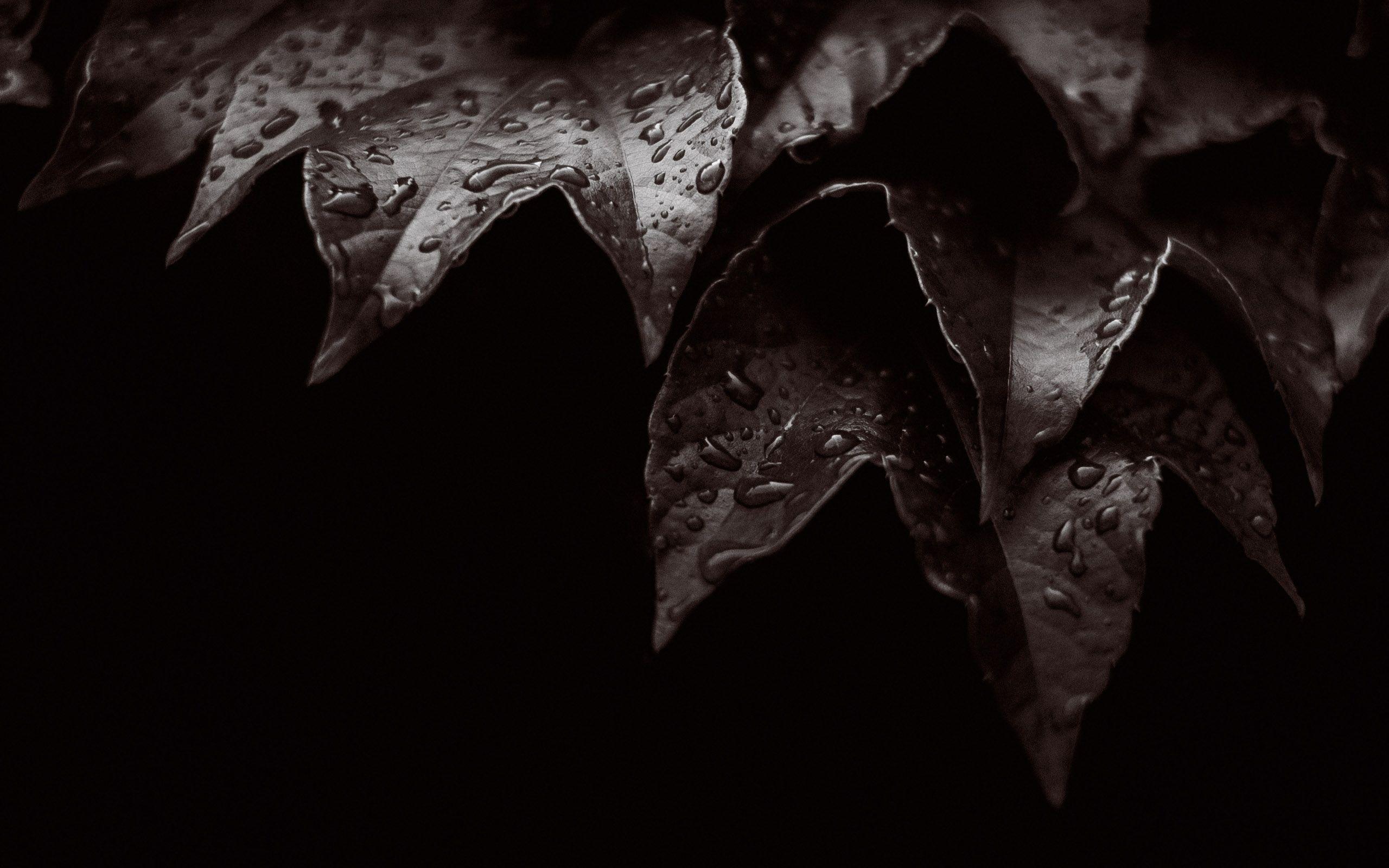 2560x1600 Wallpaper Leaves, Dew drops, Water drops, Rain droplets, Dark, HD, Black/ Dark,. Wallpaper for iPhone, Android, Mobile and Desktop