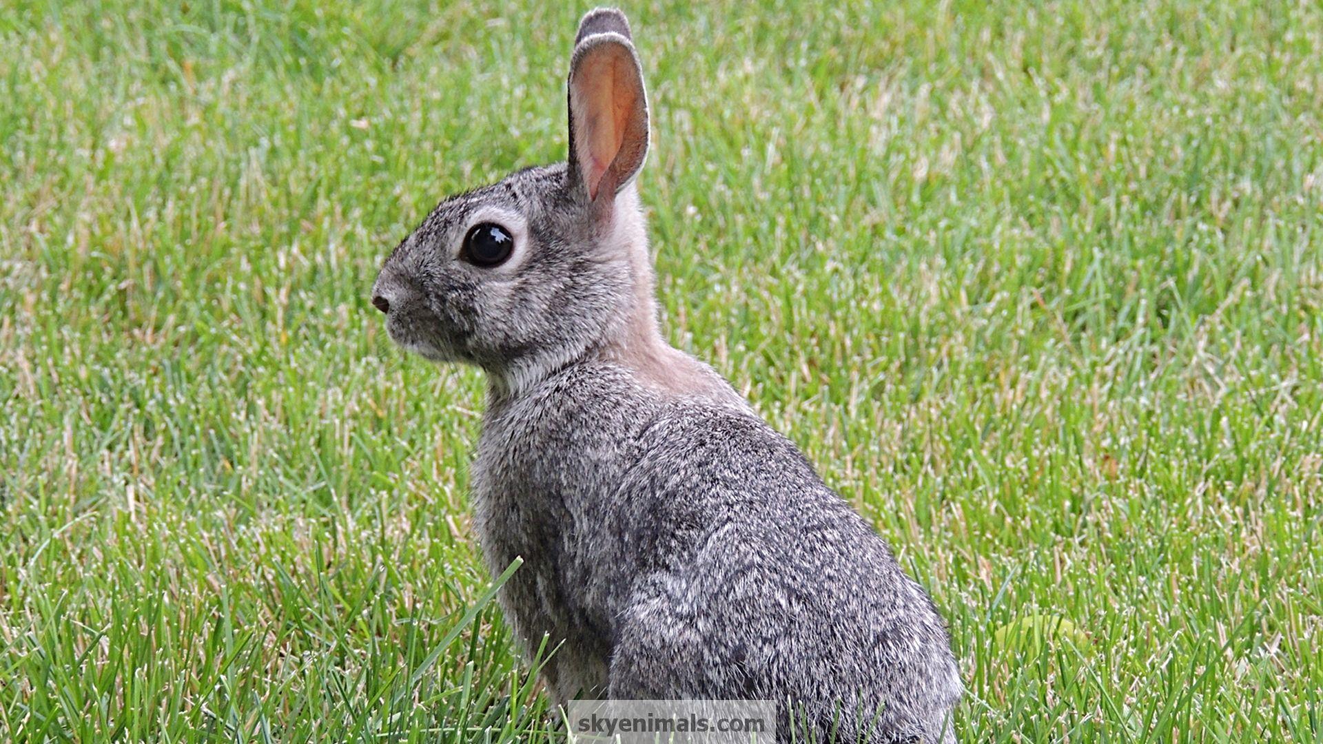 1920x1080 Free North American Wildlife Wallpaper Image