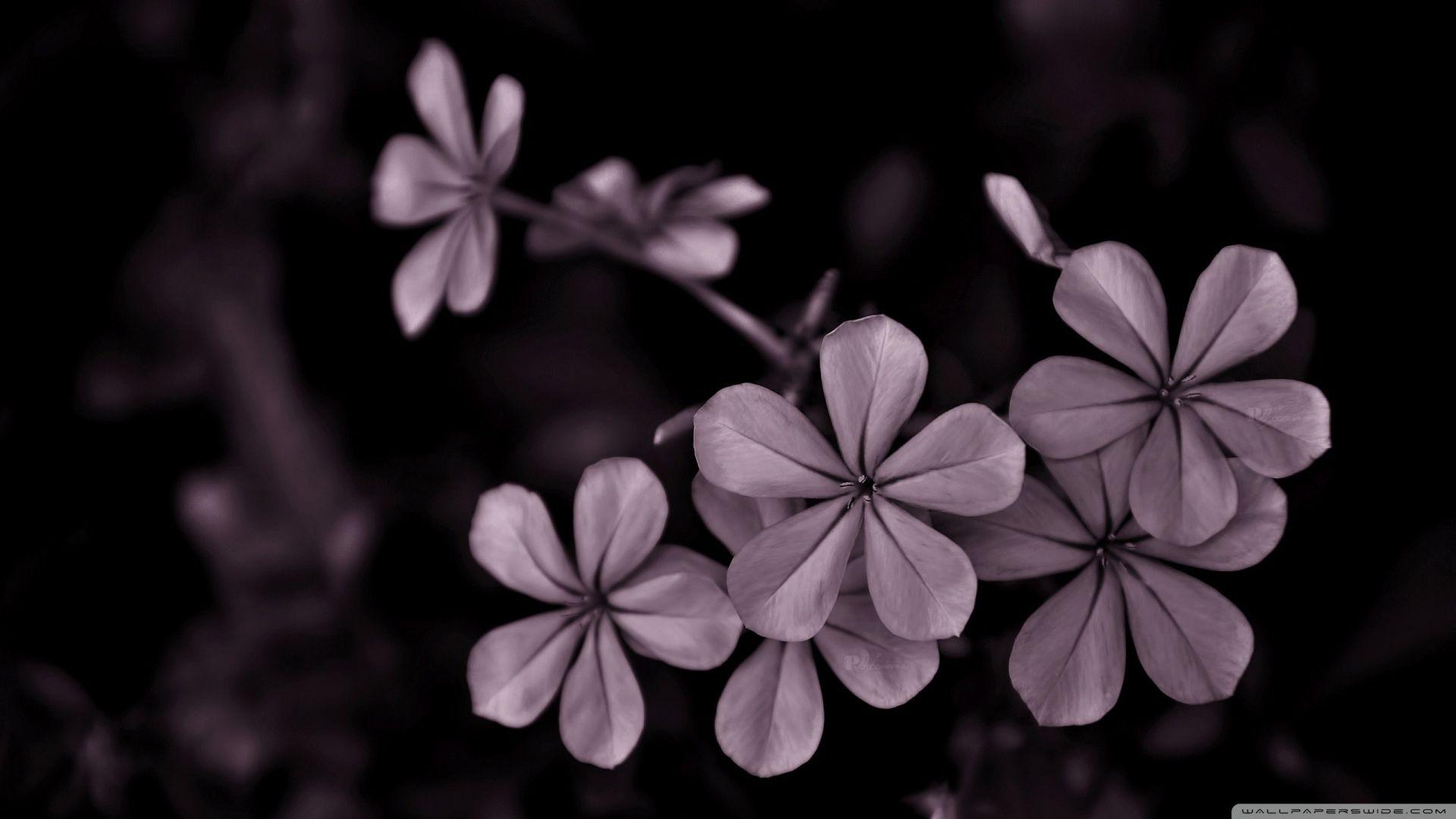 1920x1080 Grey flowers on a black background Desktop wallpaper 1920x1080