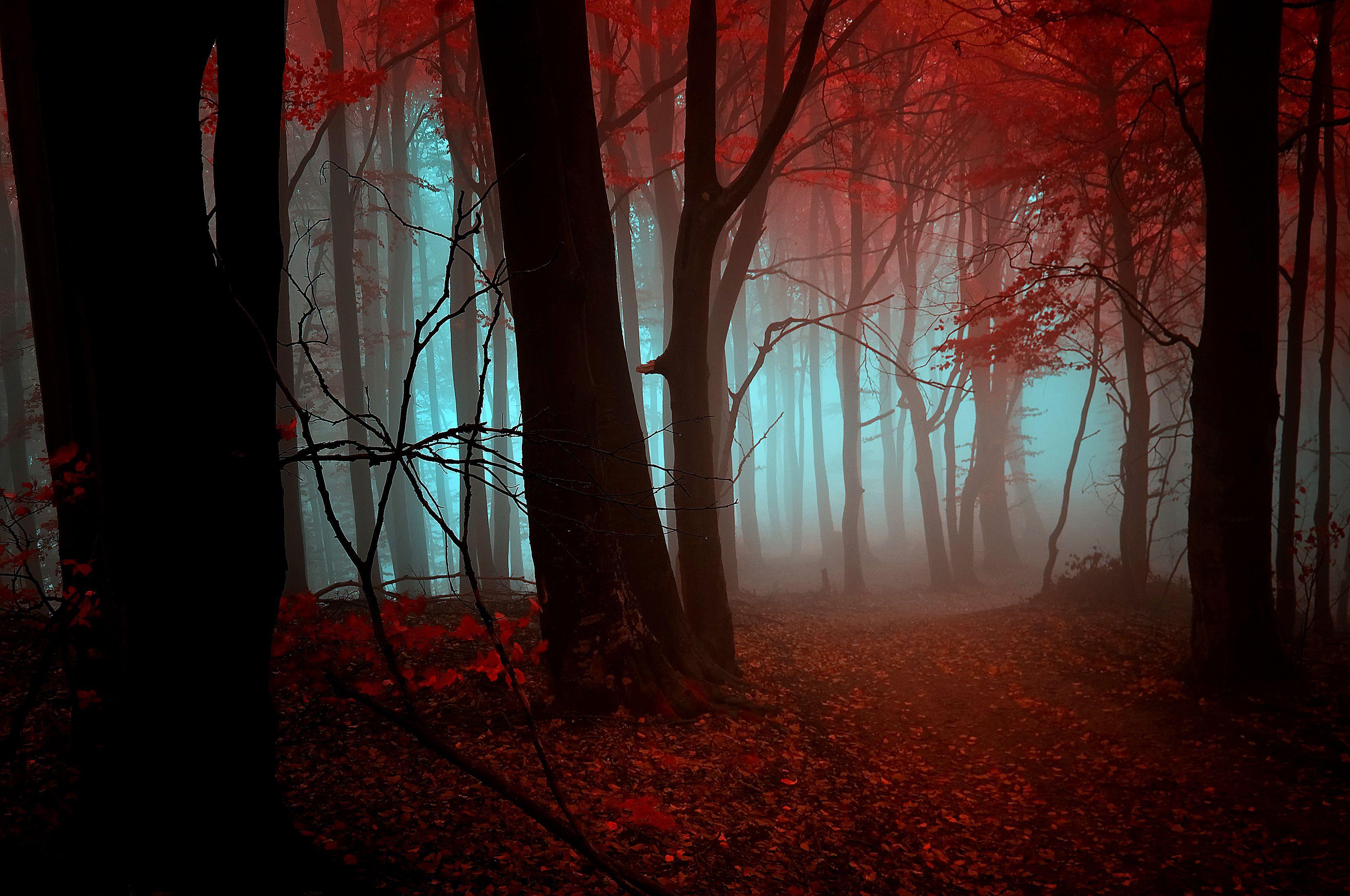 3306x2195 A quiet place in the woods. Watch free HD wallpaper for your phone landscapes. Forest, trees, branches