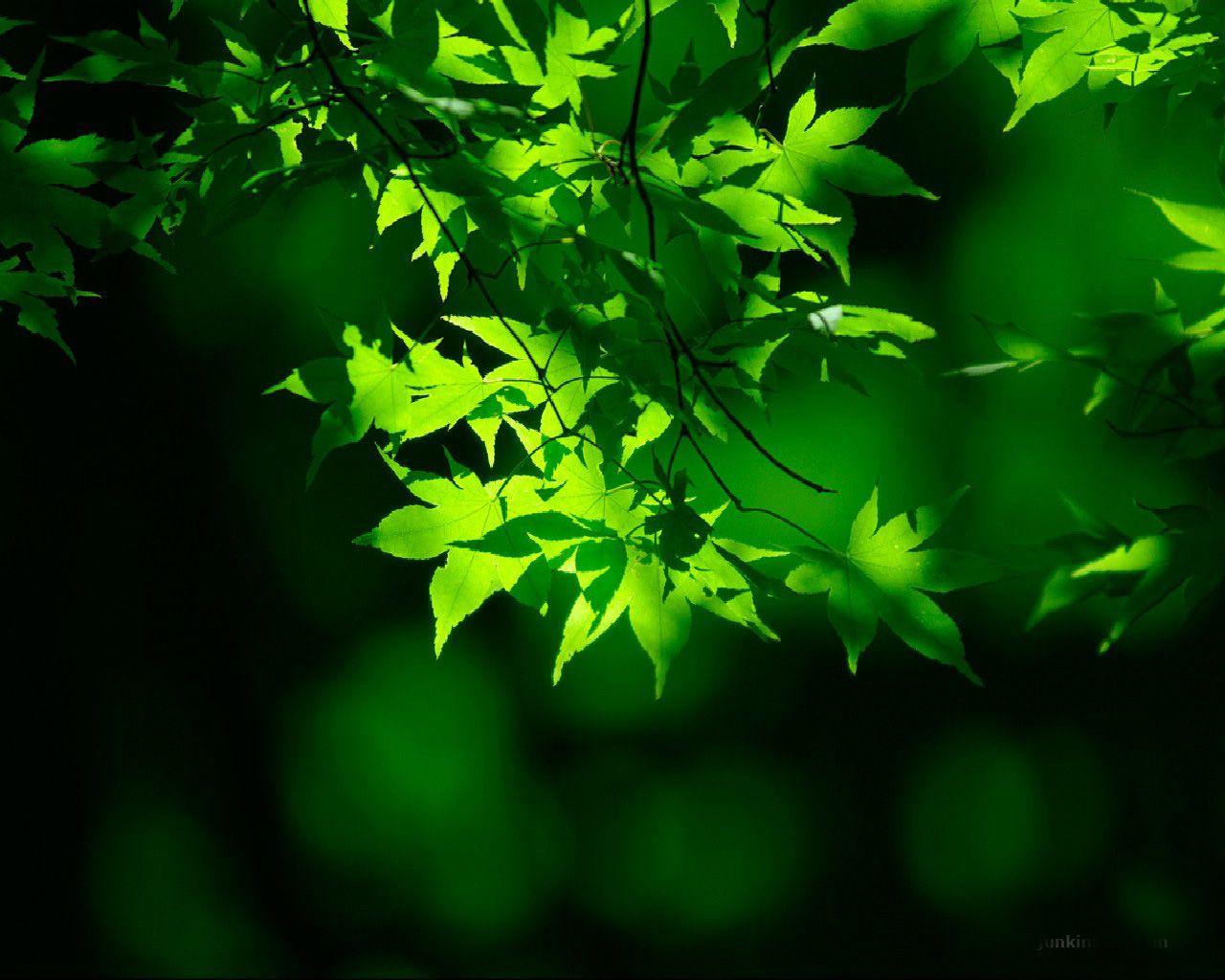 1280x1024 Loại hình nền: Hình nền màu xanh lá cây tự nhiên