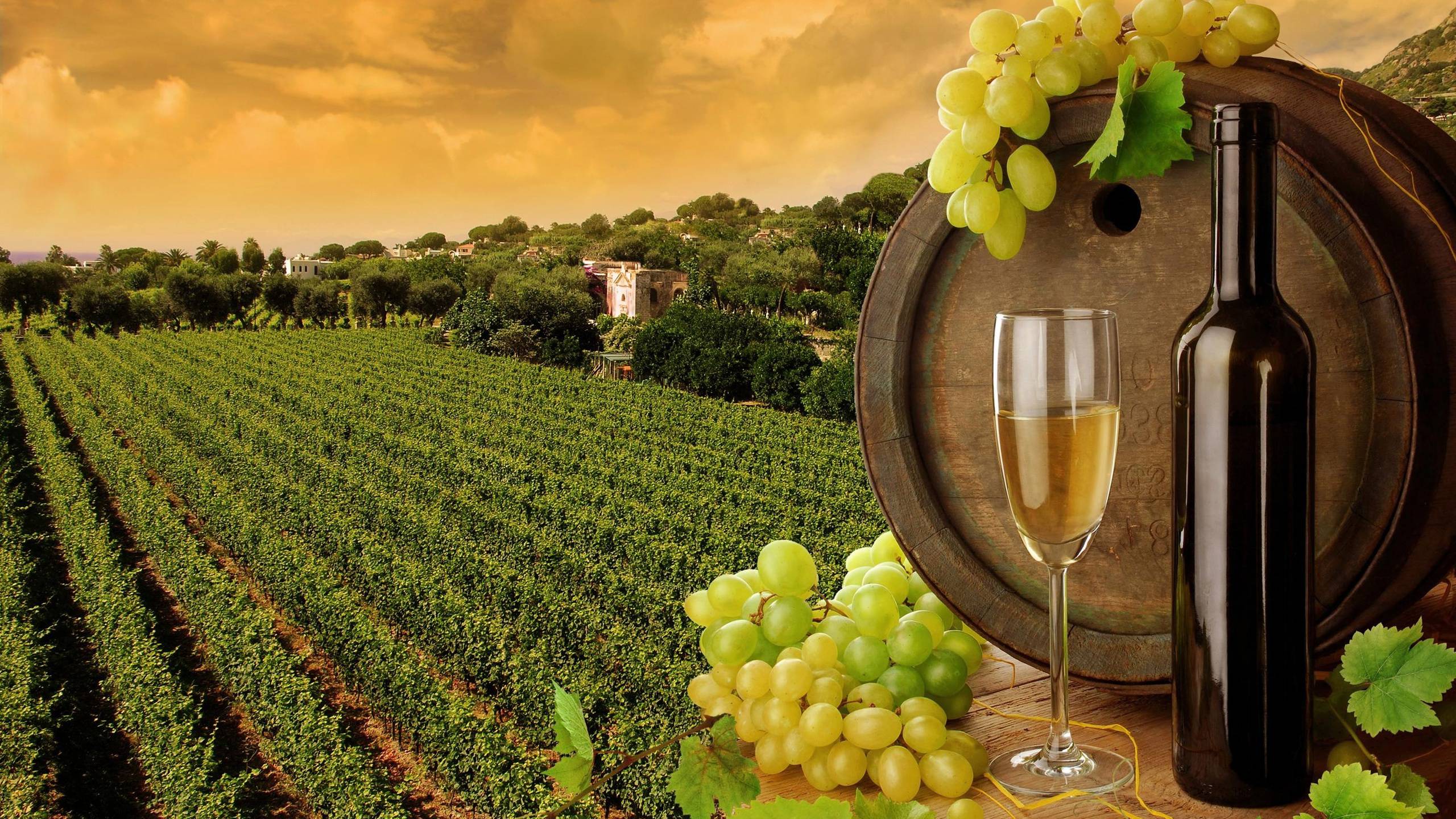 2560x1440 Wonderful HD Vineyard Wallpaper