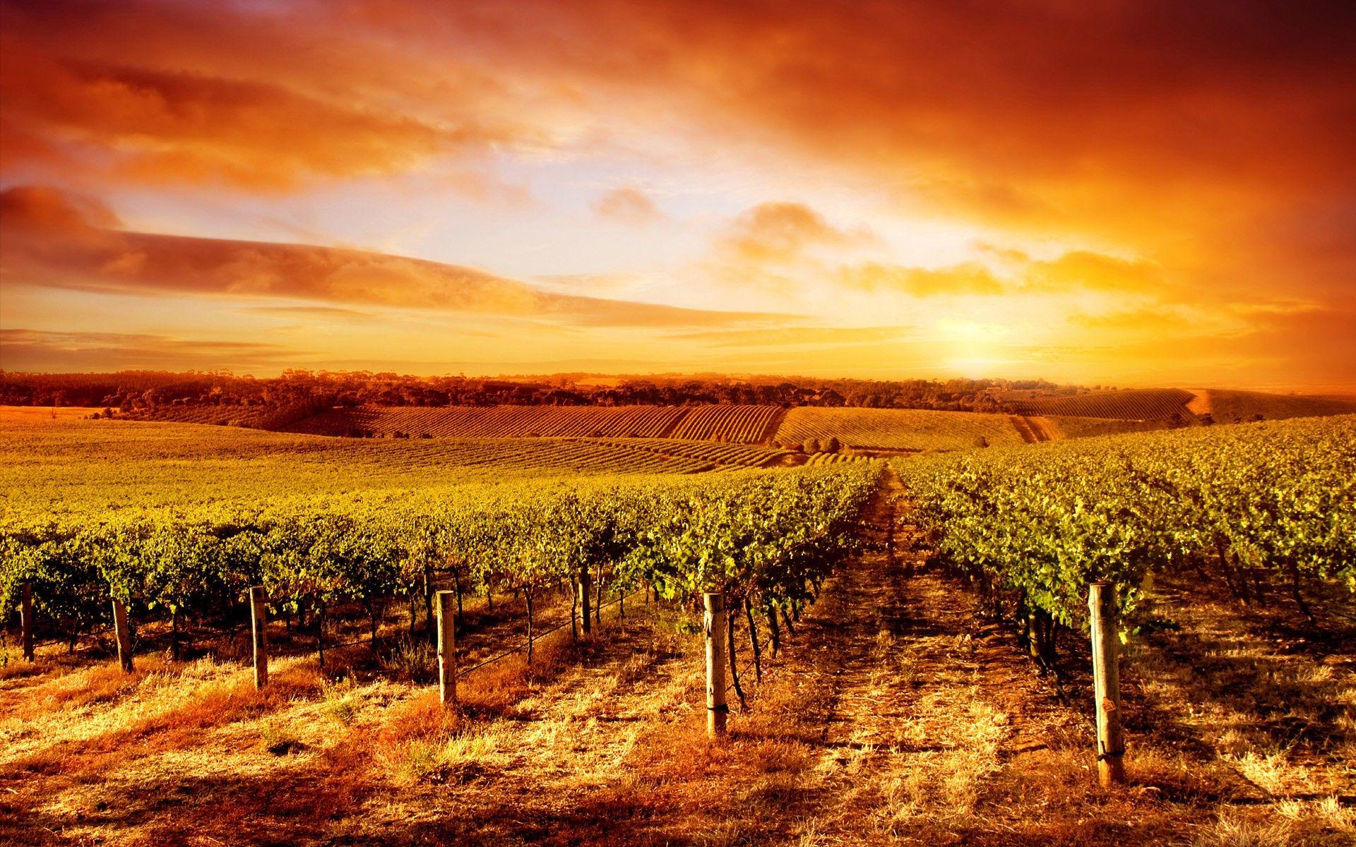 1920x1200 Vineyard Wallpaper. Vineyard Vines Wallpaper, Vineyard Harvest Wallpaper and Vineyard Vines Background