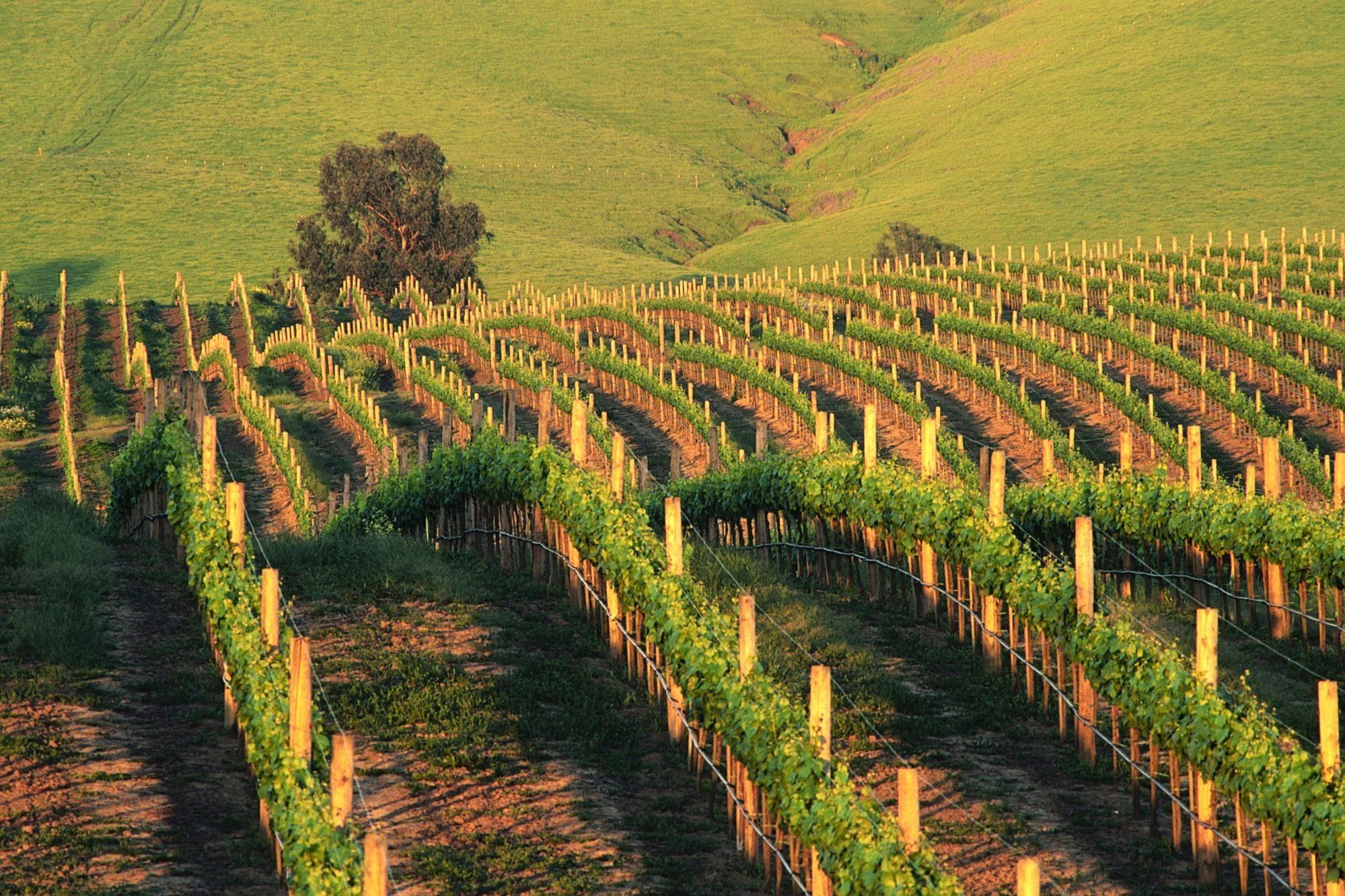 1999x1333 Wallpaper USA, California, vineyard, hill, Napa, Napa Valley Wineries. Wine tour, Napa valley wineries, Napa valley california