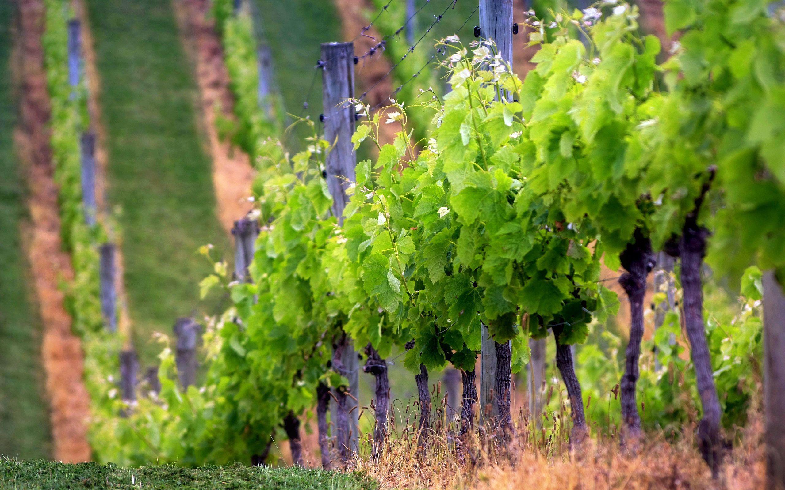 2560x1600 Wallpaper Wines
