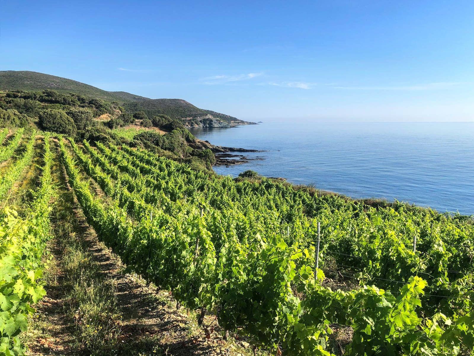 1600x1200 Corisca Wine Travel Guide: Where to Eat, Drink, and Stay. Food & Wine