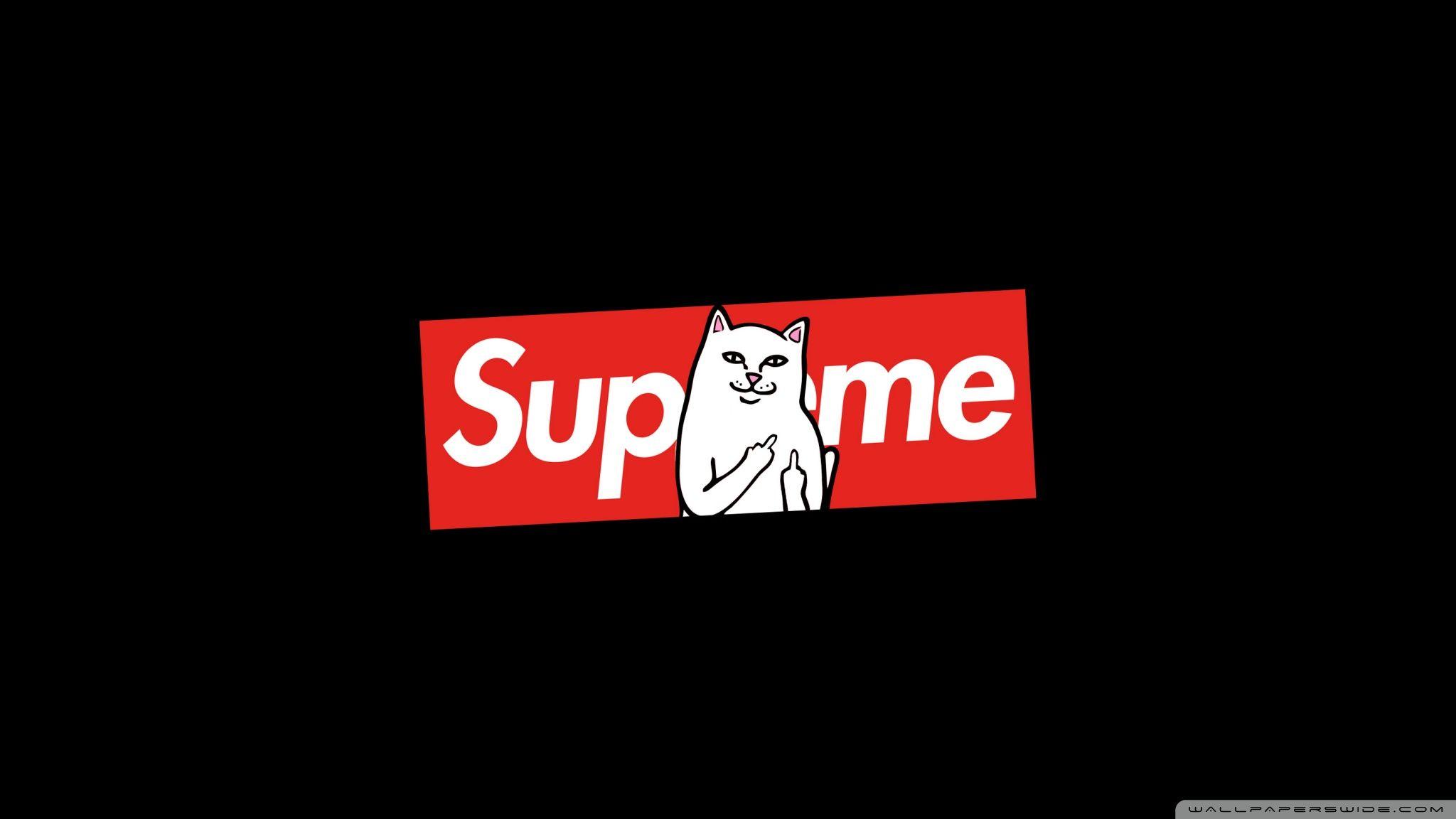 2048x1152 Supreme Cat Ultra HD Desktop Background Wallpaper for 4K UHD TV : Multi Display, Dual Monitor : Tablet
