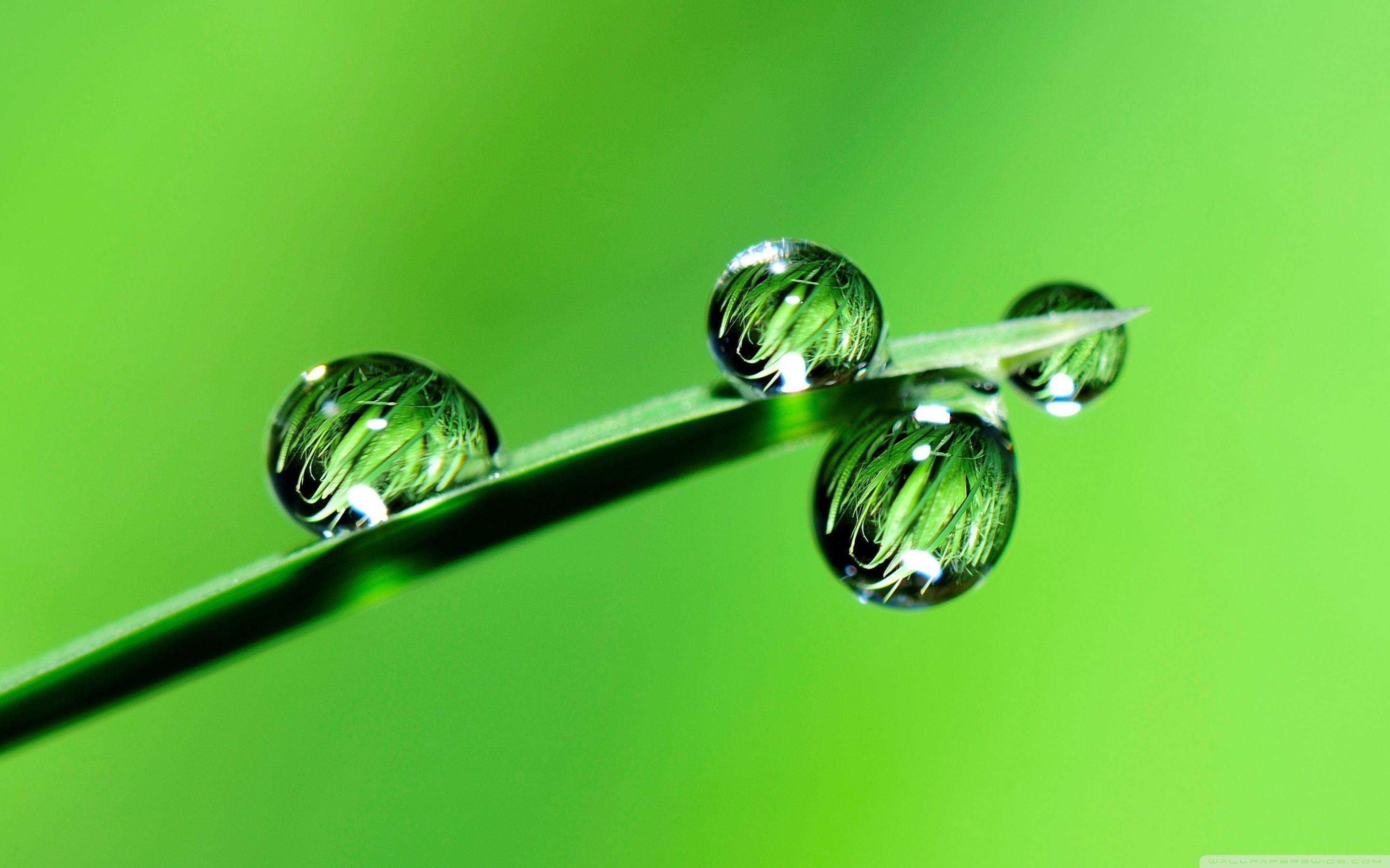 2880x1800 Raindrops, Grass, Macro Ultra HD Desktop Background Wallpaper for 4K UHD TV : Widescreen & UltraWide Desktop & Laptop : Multi Display, Dual Monitor : Tablet