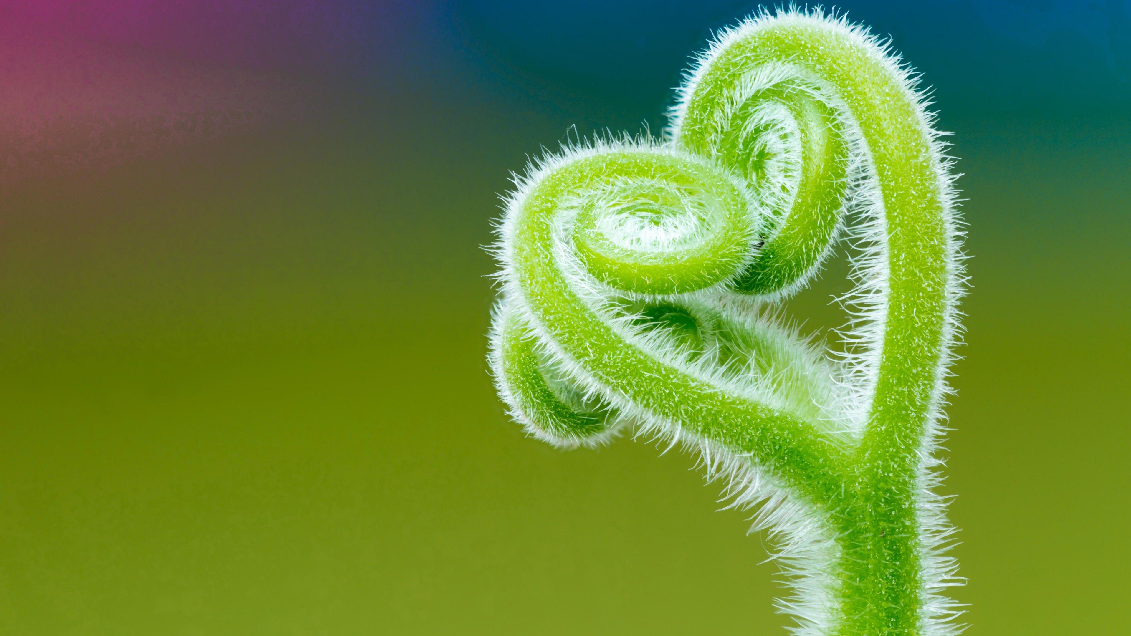 3840x2160 Wallpaper Tendril, Climbing plant, Macro, Minimal, 4K, 5K, Nature,. Wallpaper for iPhone, Android, Mobile and Desktop